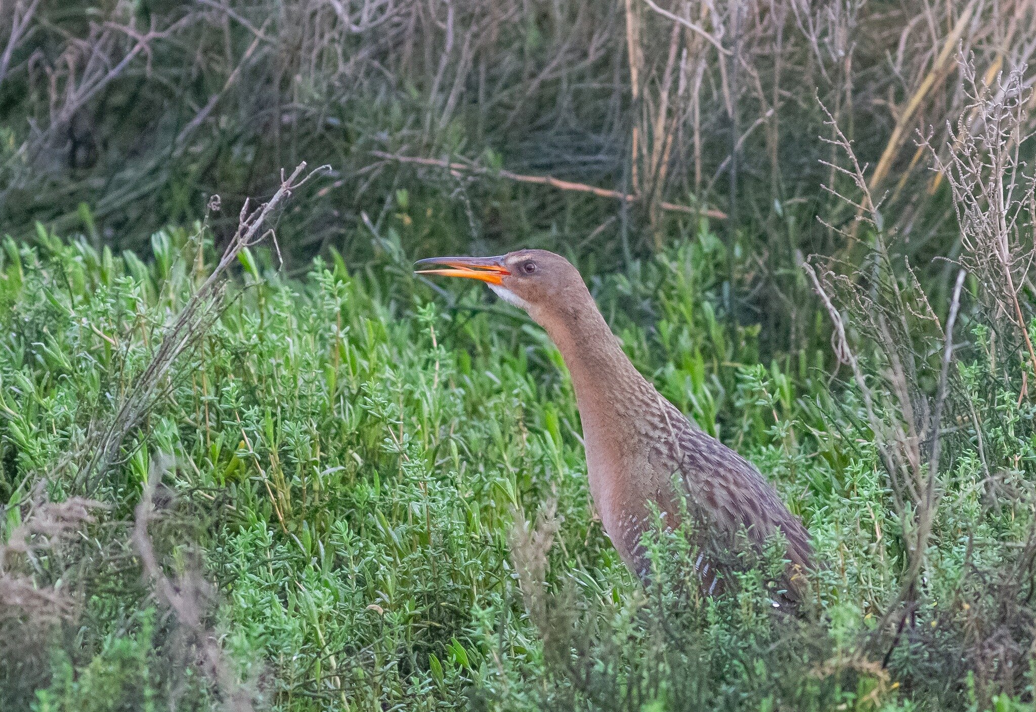 One of the avian highlights of this year's San Diego Bird Festival was Ridgway's Rail. Normally secretive and difficult to find, our sponsored field trips to the Tijuana Slough NWR were timed to match high tide, which can bring them out of dense cove
