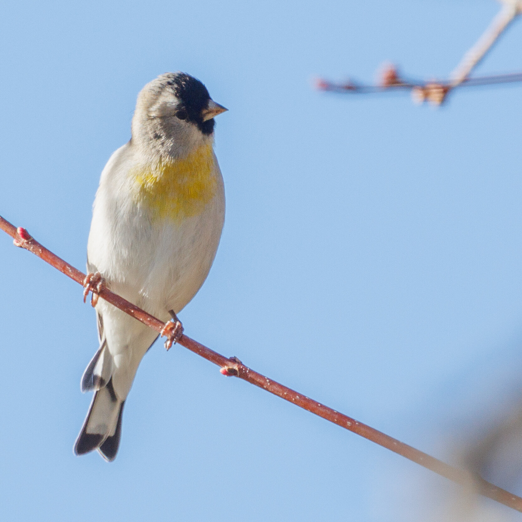 Nathan led a fantastic tour through sunny Southern California last month. As the kids would say, they crushed it. 📸: Tour leader @nathan_goldbird.

1) Lawrence's Goldfinch
2) Island Fox
3) Burrowing Parakeet
4) Black-throated Sparrow
5) Nanday Parak