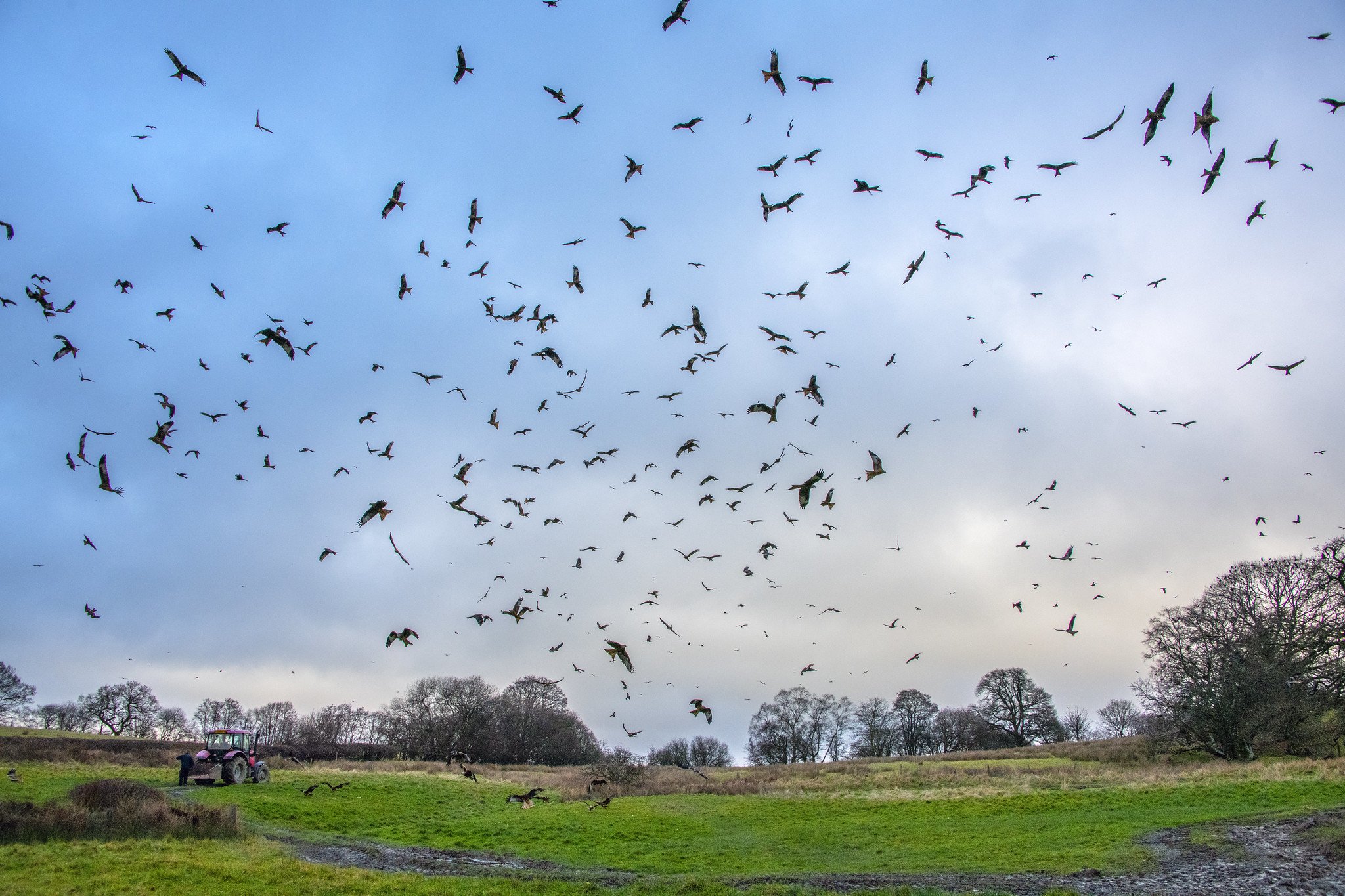 Gigrin Farm Red Kite Feeding Station