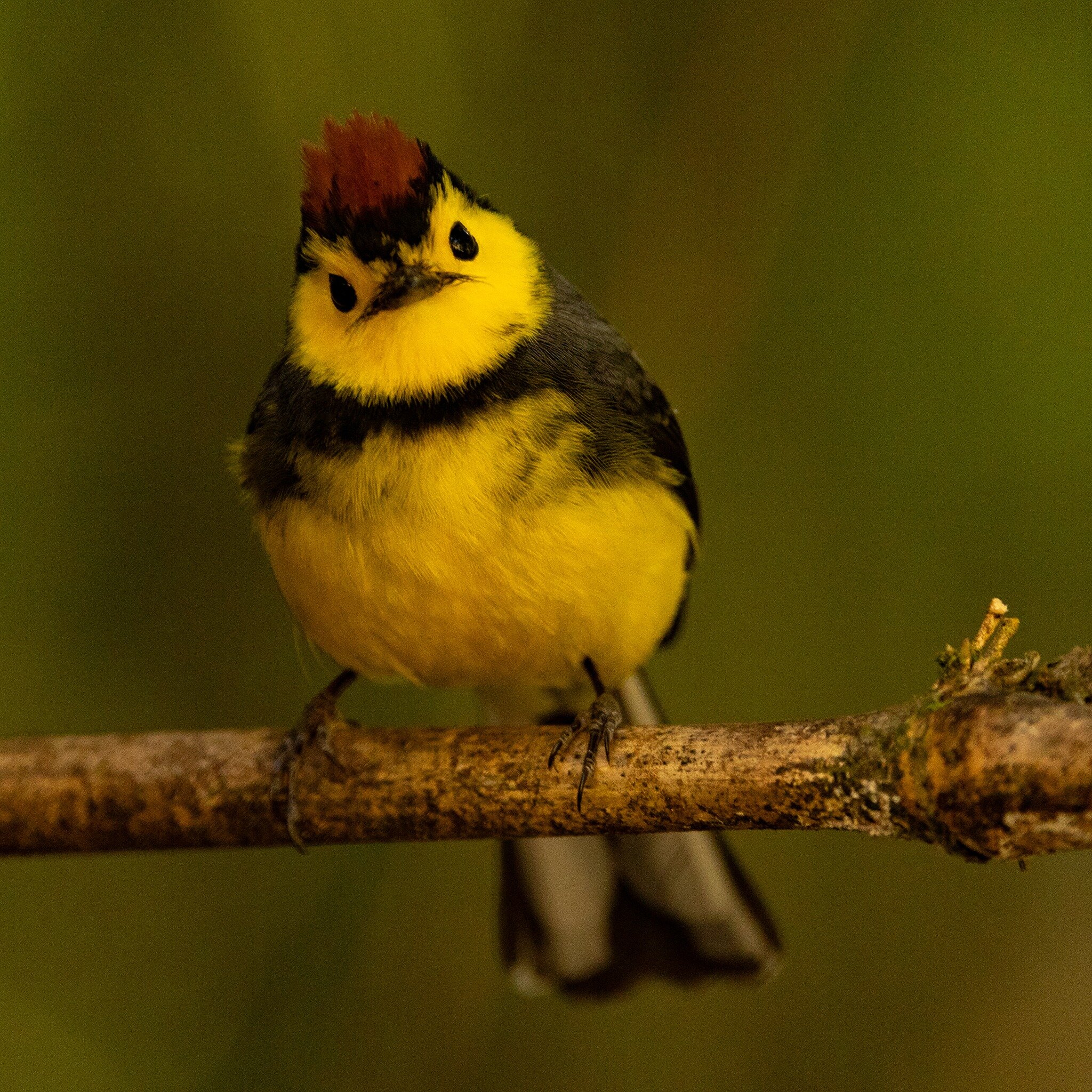 On our just-completed Costa Rica tour, we spent an extraordinary hour surrounded by endemic birds in the jard&iacute;n of Dantica Cloud Forest Lodge--Black-billed Nightingale Thrush, Ochraceous Wren, Ruddy Treerunner, Flame-throated Warbler, Yellow-w