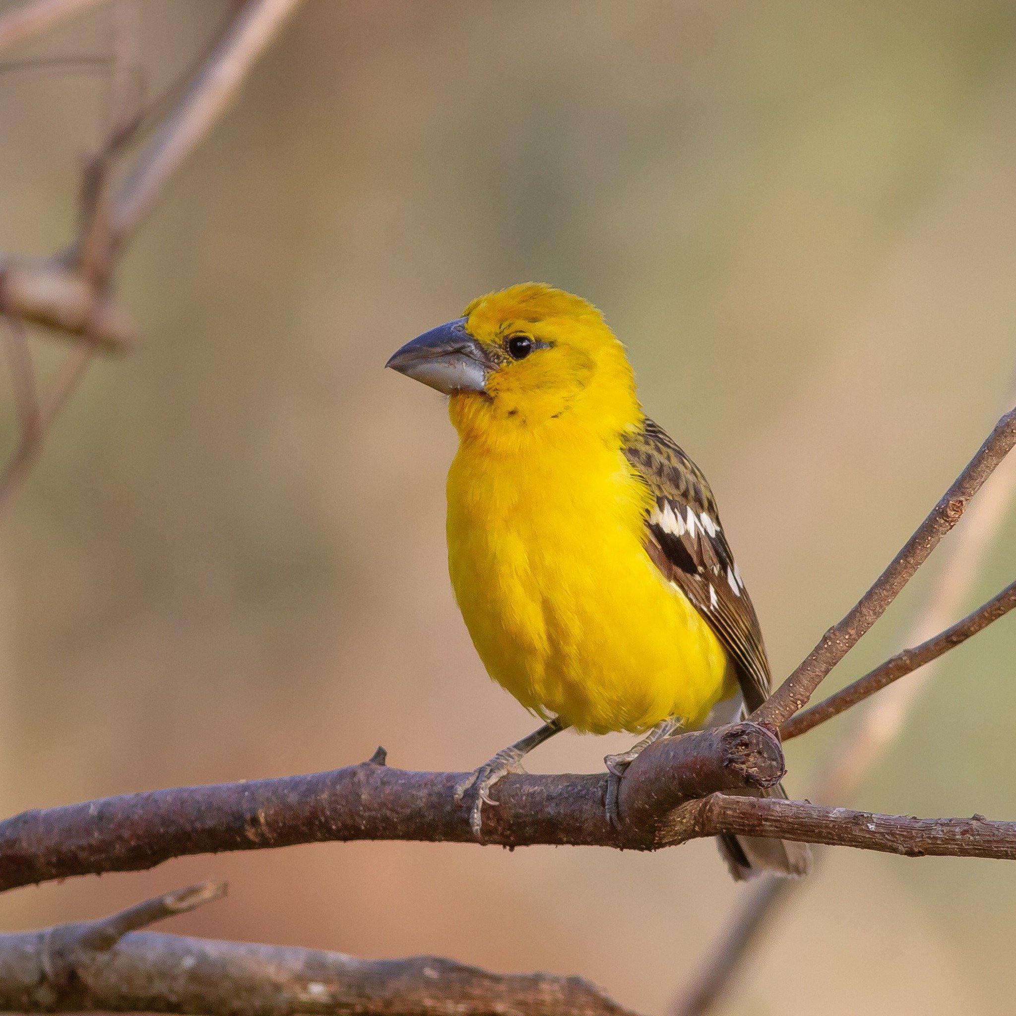 A delightfully common resident in Western Mexico, we had daily sightings of this Yellow Grosbeak while staying at Rancho Primavera in the beautiful hills south of Puerto Vallarta. 

📸 by Red Hill Birding guide @adamwardsell 

 #redhillbirding #birdi