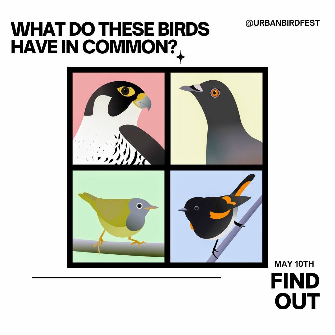What do these four birds have in common (besides being awesome)? Can you guess the theme and name of Chicago's first ever birding festival based on these four birds together? Find out on May 10!
