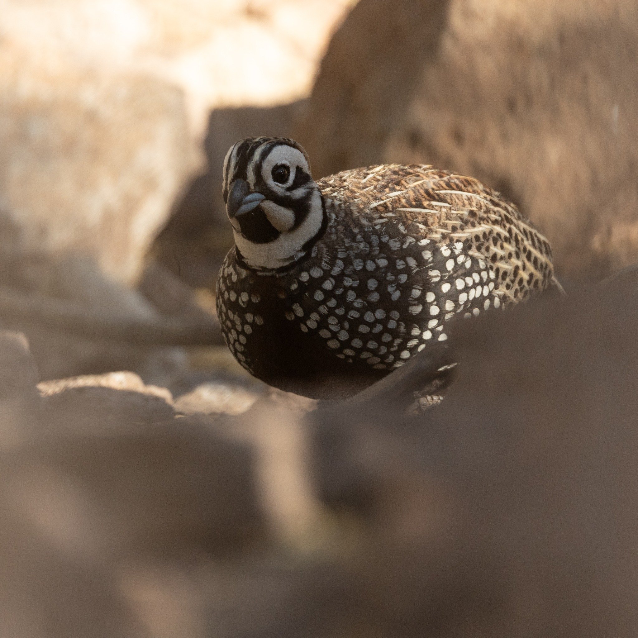 Montezuma Quail made the Top 5 Birds of the Trip lists on both of our recent Texas Hill Country &amp; Big Bend tours. With views like this at the feeders in Davis Mountains State Park, it's no wonder. We've been running this trip since 2017 and this 