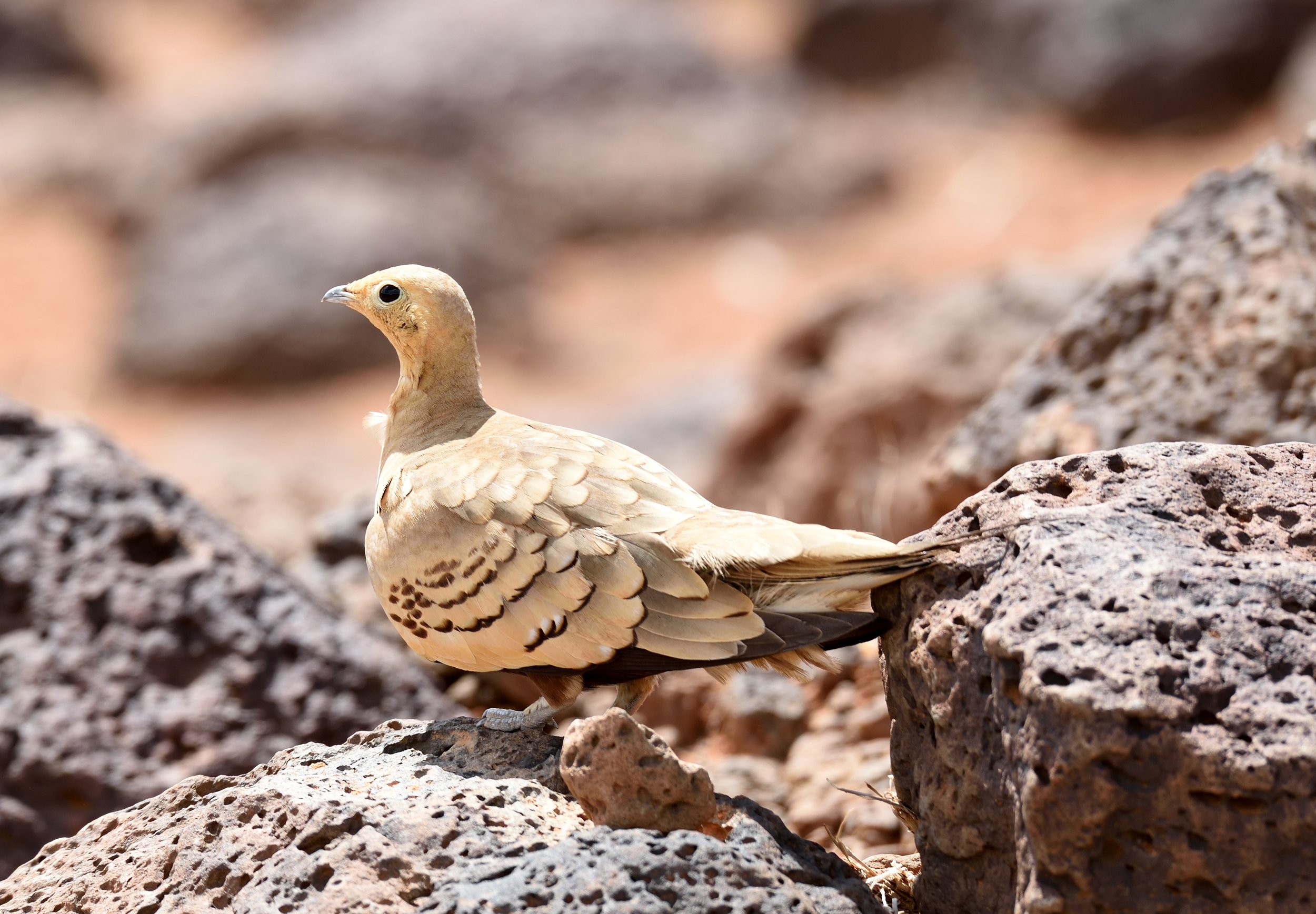 Chestnut-bellied Sandgrouse