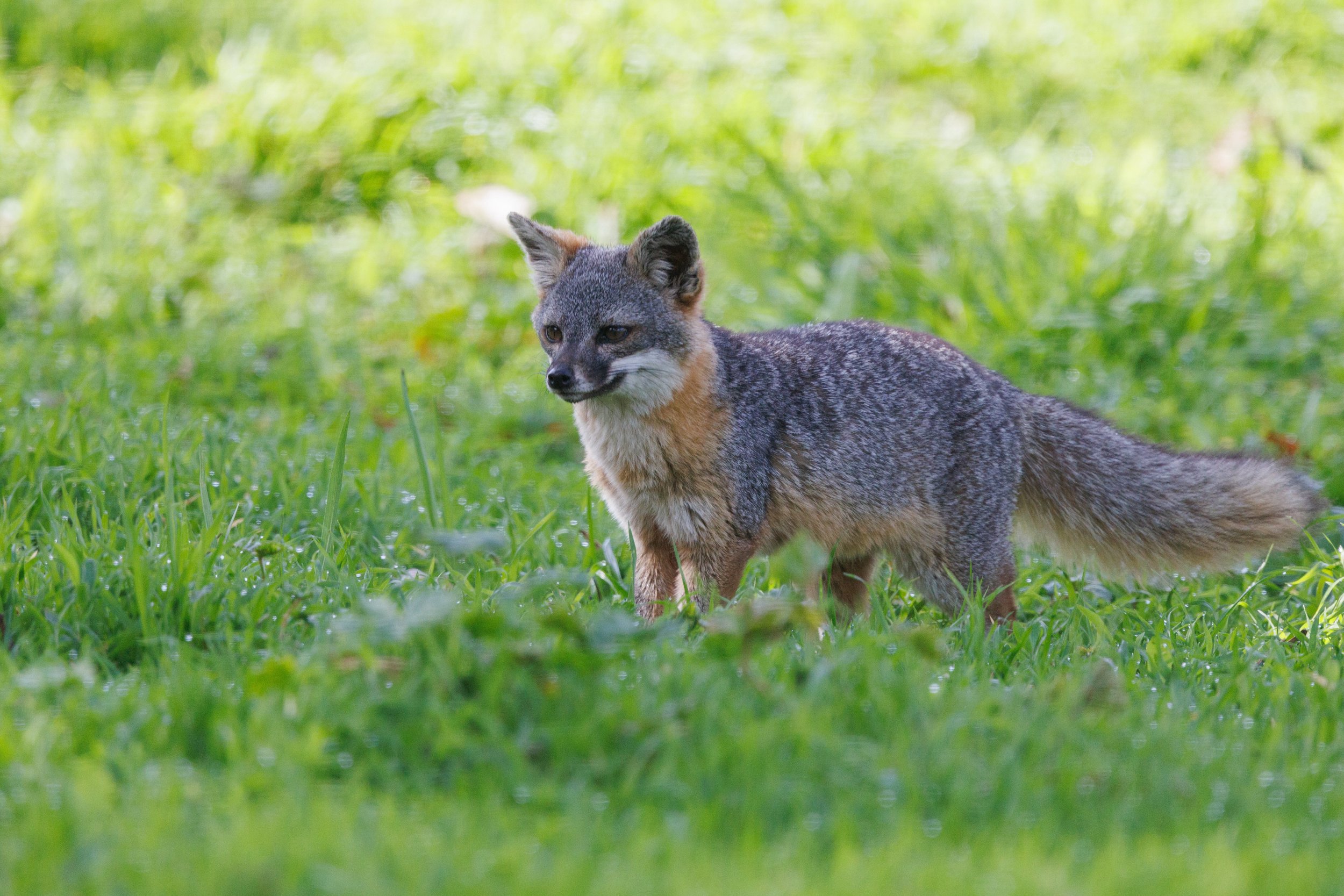 Island Fox