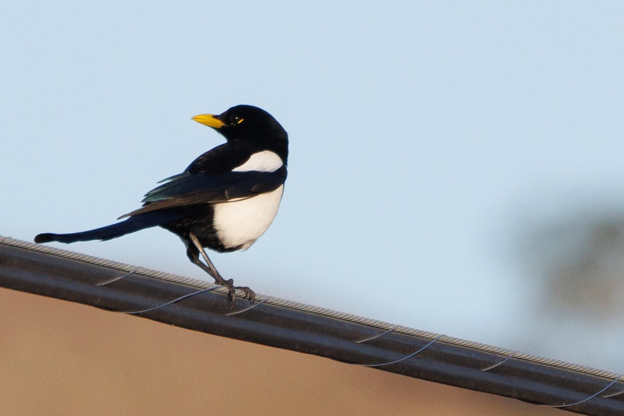 Yellow-billed Magpie