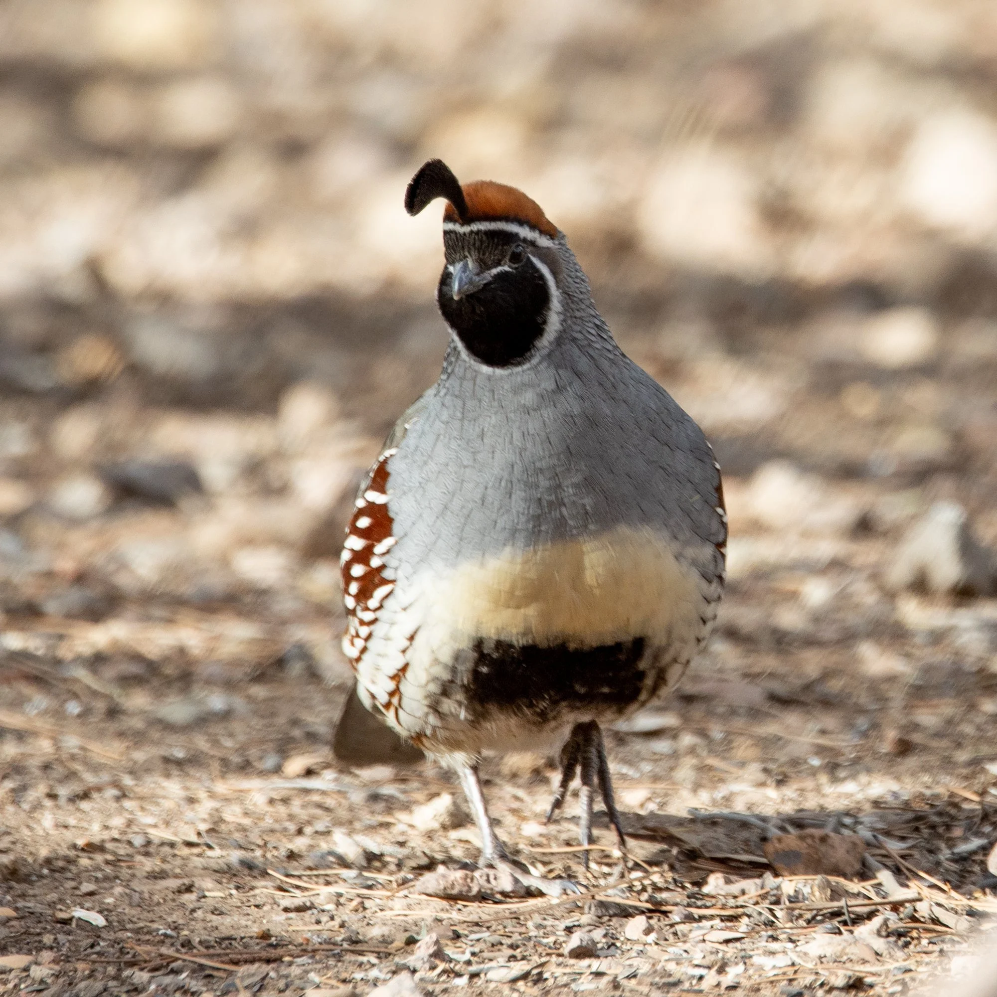 Due to a cancellation, we have a single spot available on our January Arizona in Winter tour. It's a tour that's rich in birds, scenery, and sunshine. You'll visit cactus-filled desert, oak-clad mountains, impressive riverine woodlands, and waterfowl