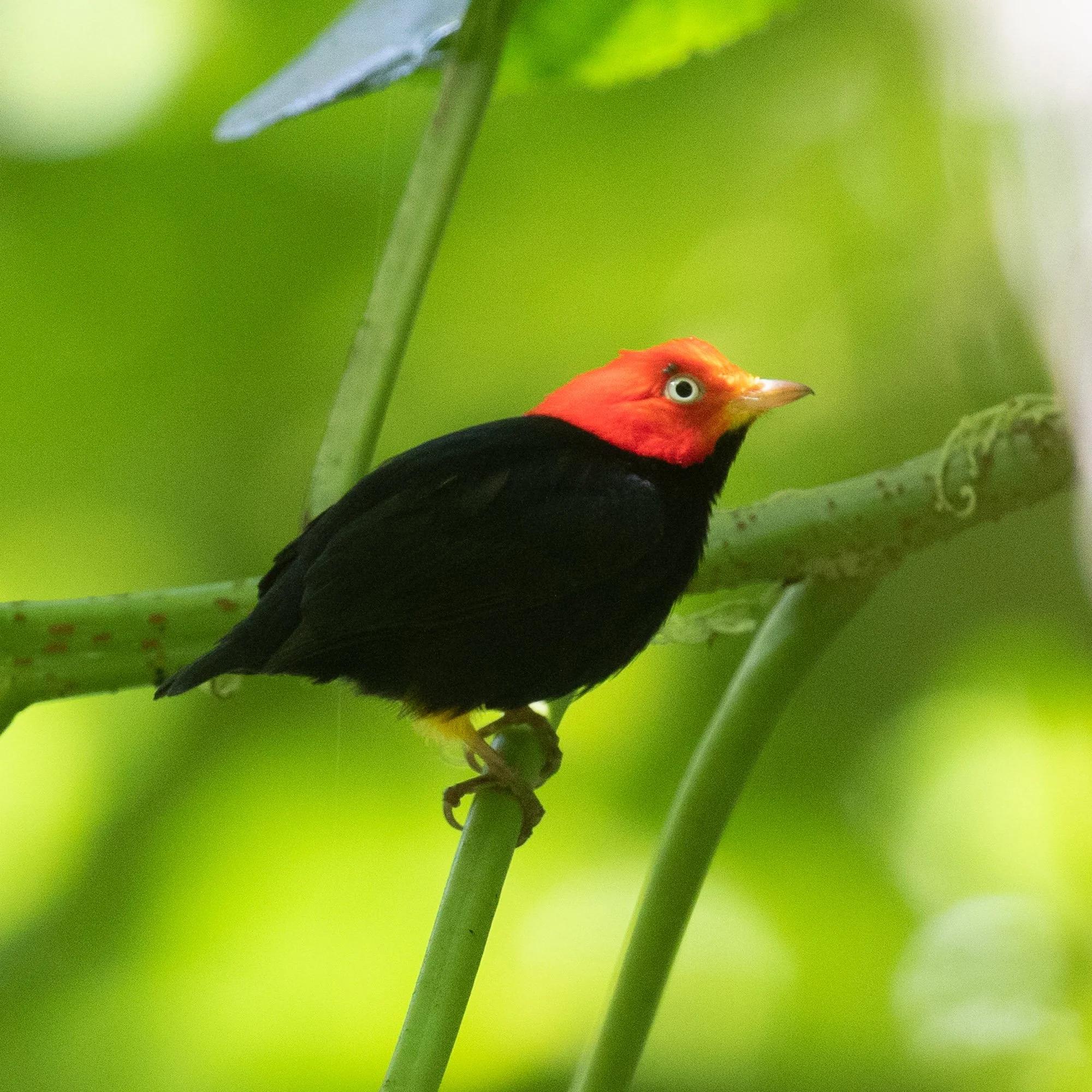 Want to see this adorable Red-capped Manakin? We know you do. Join us in 🇨🇷 Costa Rica 🇨🇷 in January! This tour has long been full, but a cancellation means an opportunity for you! Check the link in our bio for more details. The dates are Jan 10-