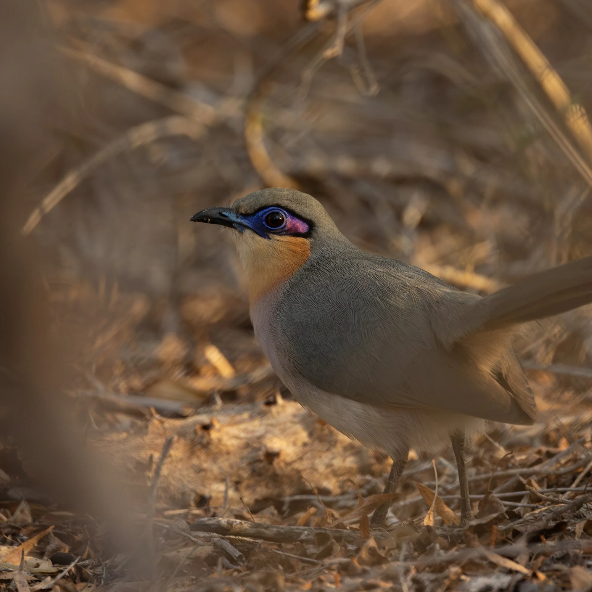 The ten species of couas in Madagascar all wear pretty fabulous eye makeup. This is Running Coua, found only in the spiny forest of the Southwest of the island. We had great views of nine of those ten couas on our recent tour of the incredible Indian