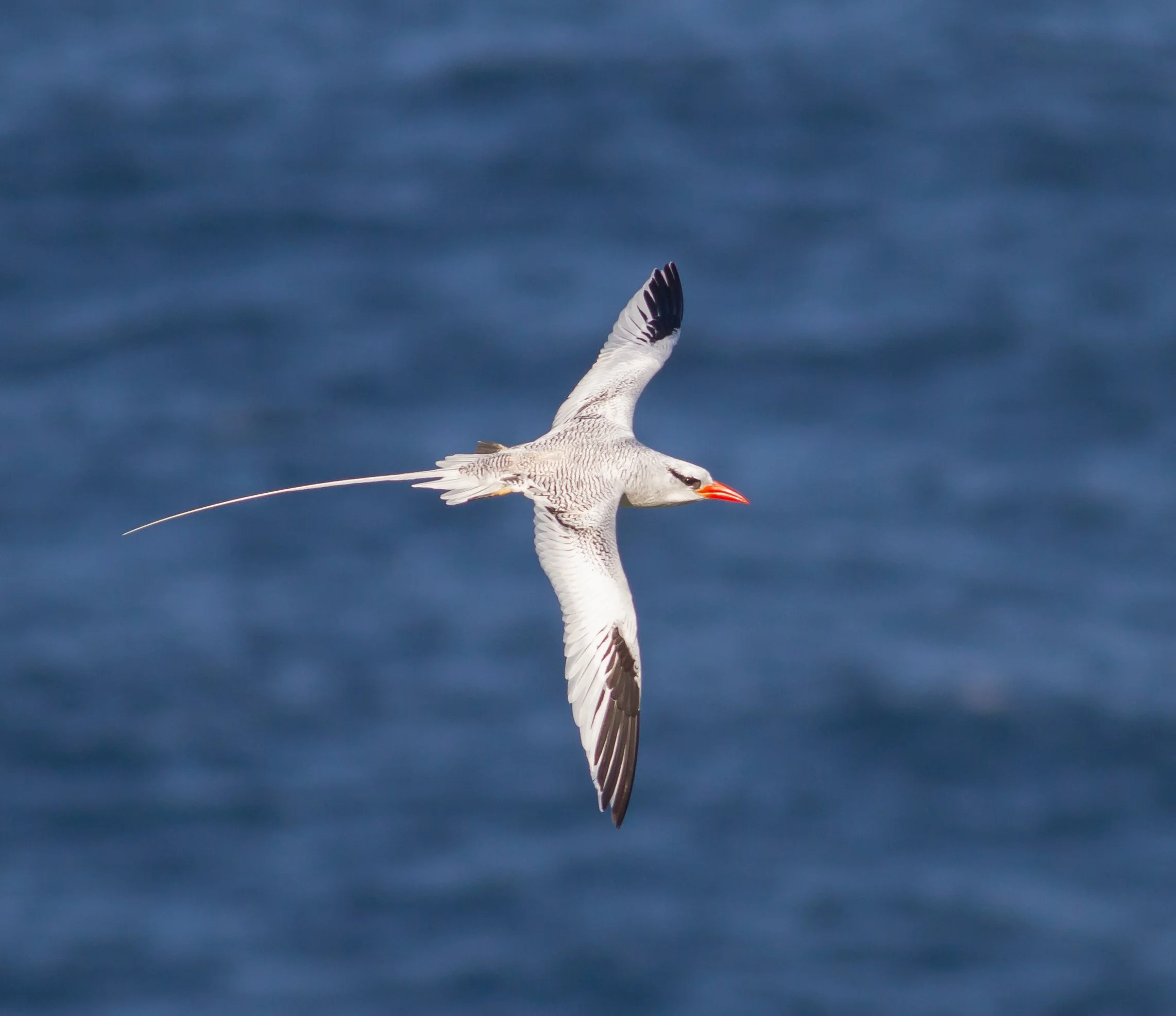 Red-billed Tropicbird