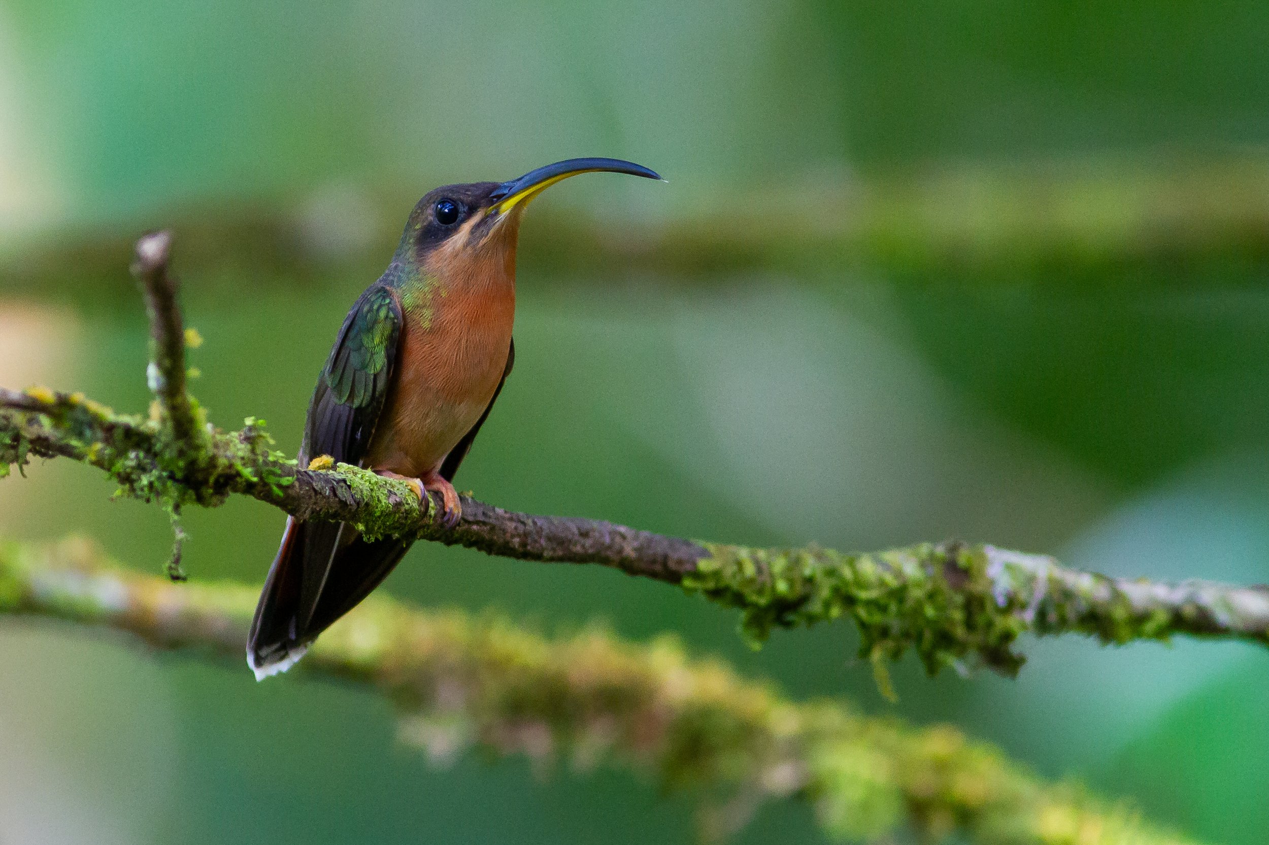 Rufous-breasted Hermit