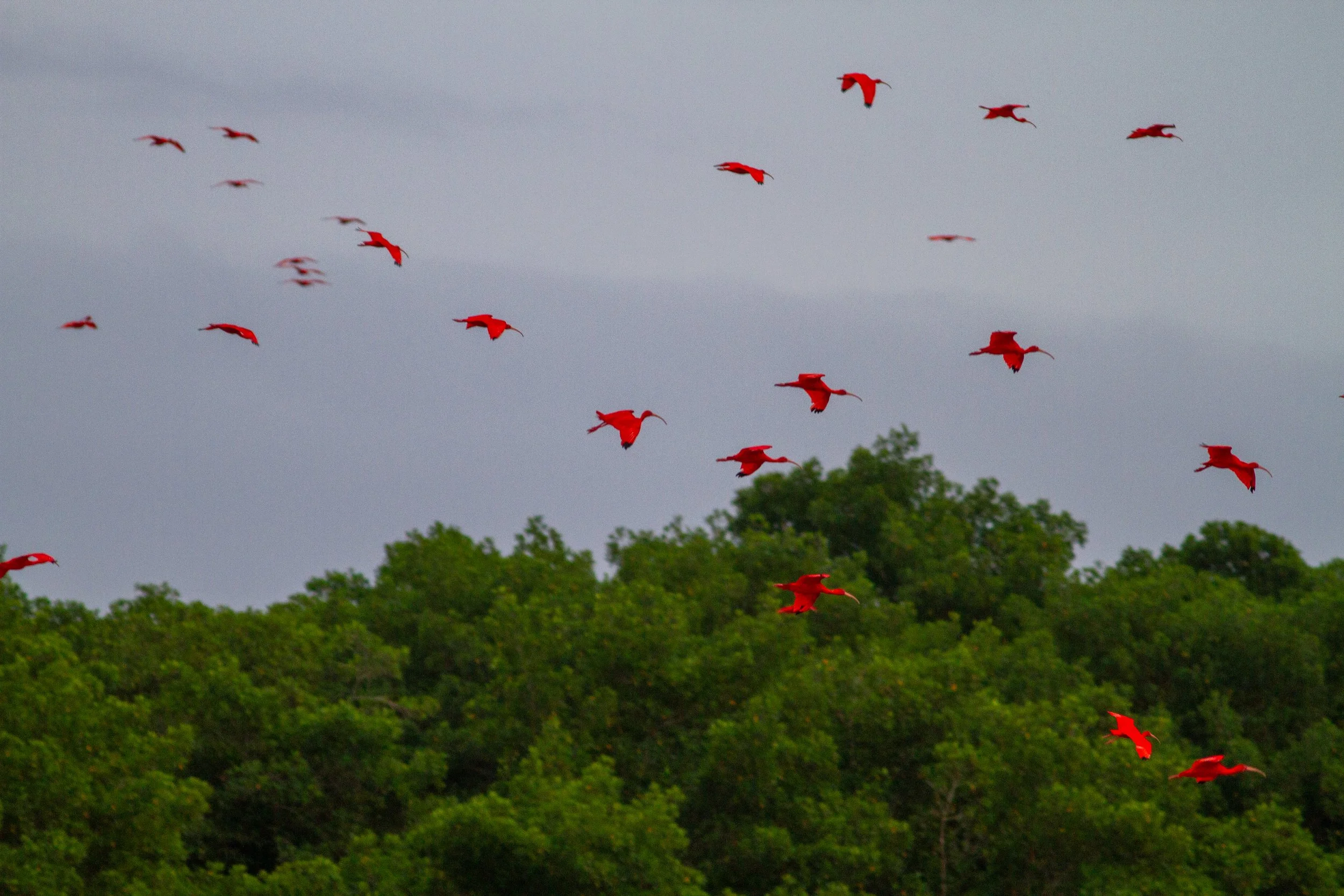 Scarlet_Ibis_IMG_0604-2.jpg