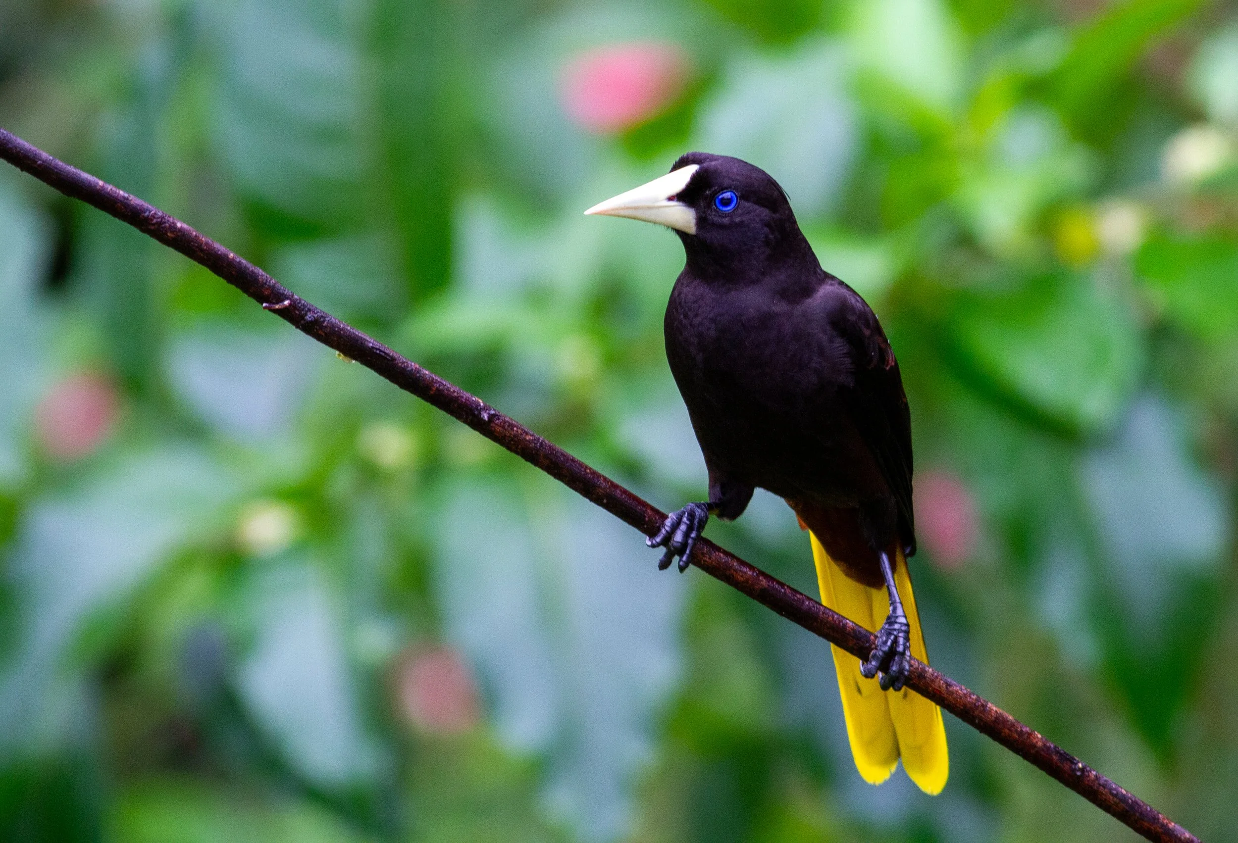 Crested Oropendola