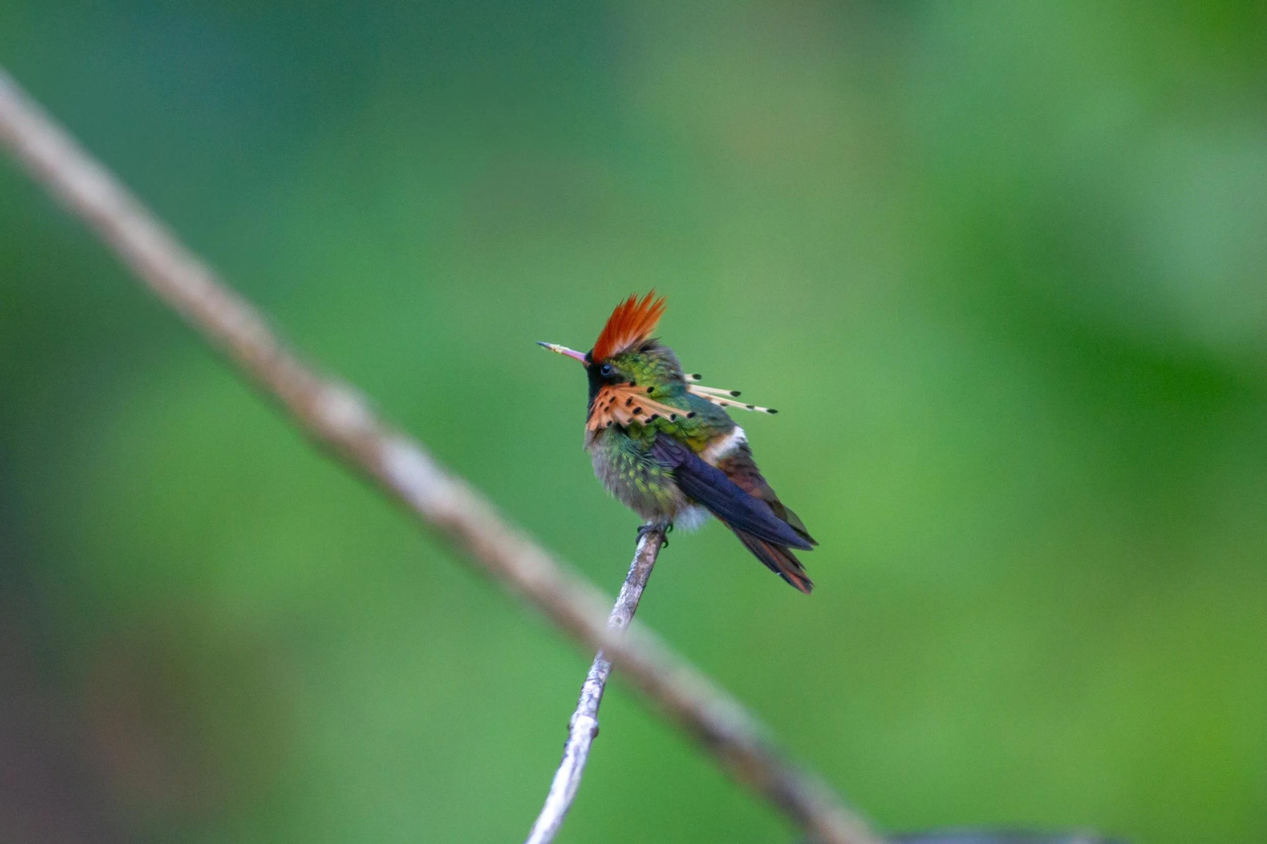 Tufted Coquette