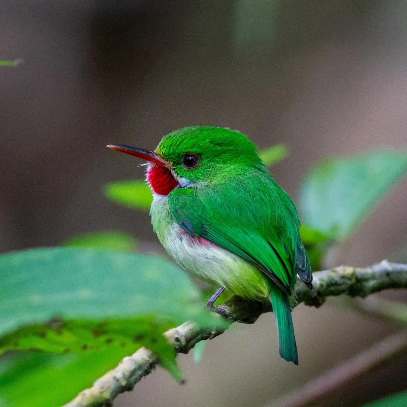 Do you want to see three of the world's five species of Todies?? (Honesty, who wouldn't?) The entire family lives only on Caribbean islands. And they are adorable. We have tours with top local guides coming in December to the Dominican Republic (two 