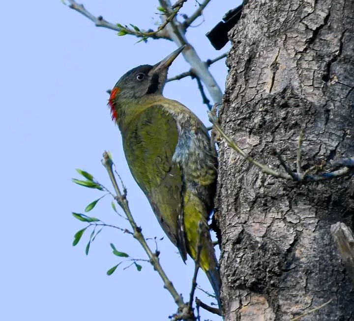 Levaillant's Woodpecker