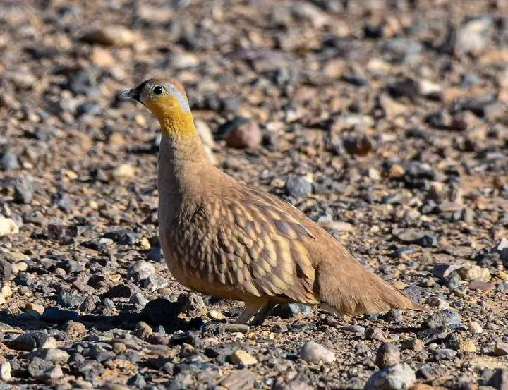 Crowned Sandgrouse