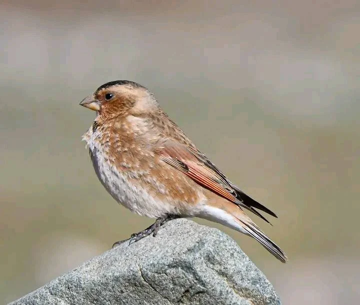 Crimson-winged Finch