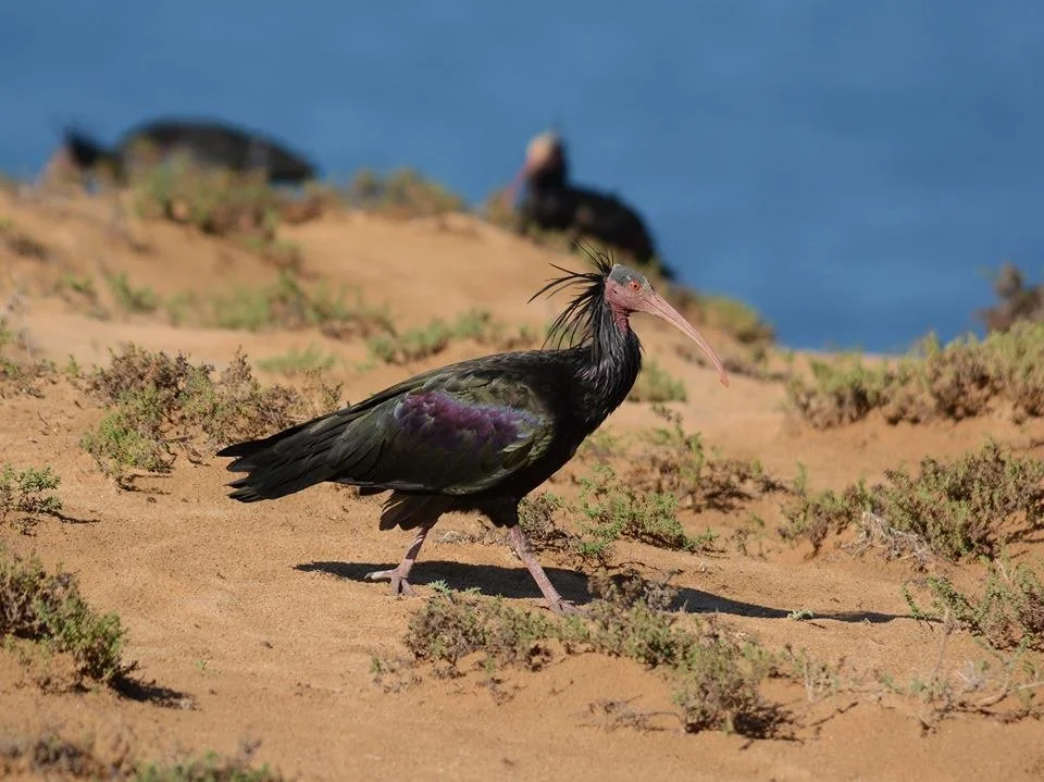 Northern Bald Ibis