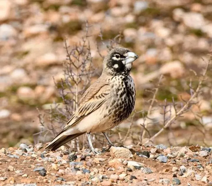 Thick-billed Lark