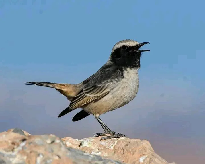Red-rumped Wheatear