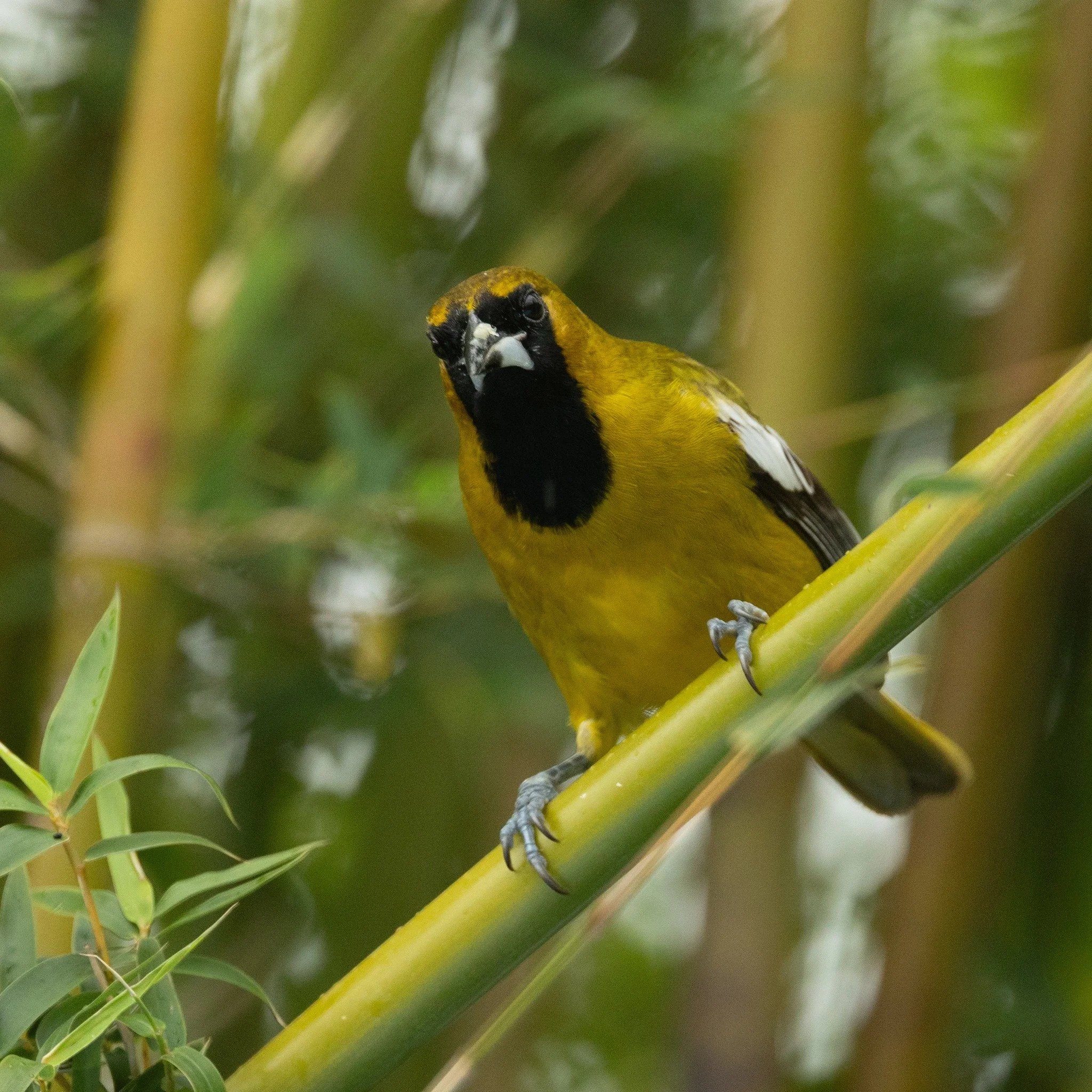 We had a great tour in Jamaica in January and we have another is coming up in December that still has space available. Join @sjhuggins1209 and @swaby.678 for this endemic-rich tour. This Jamaican Oriole wants you to join us, too! See bio for link. 📸
