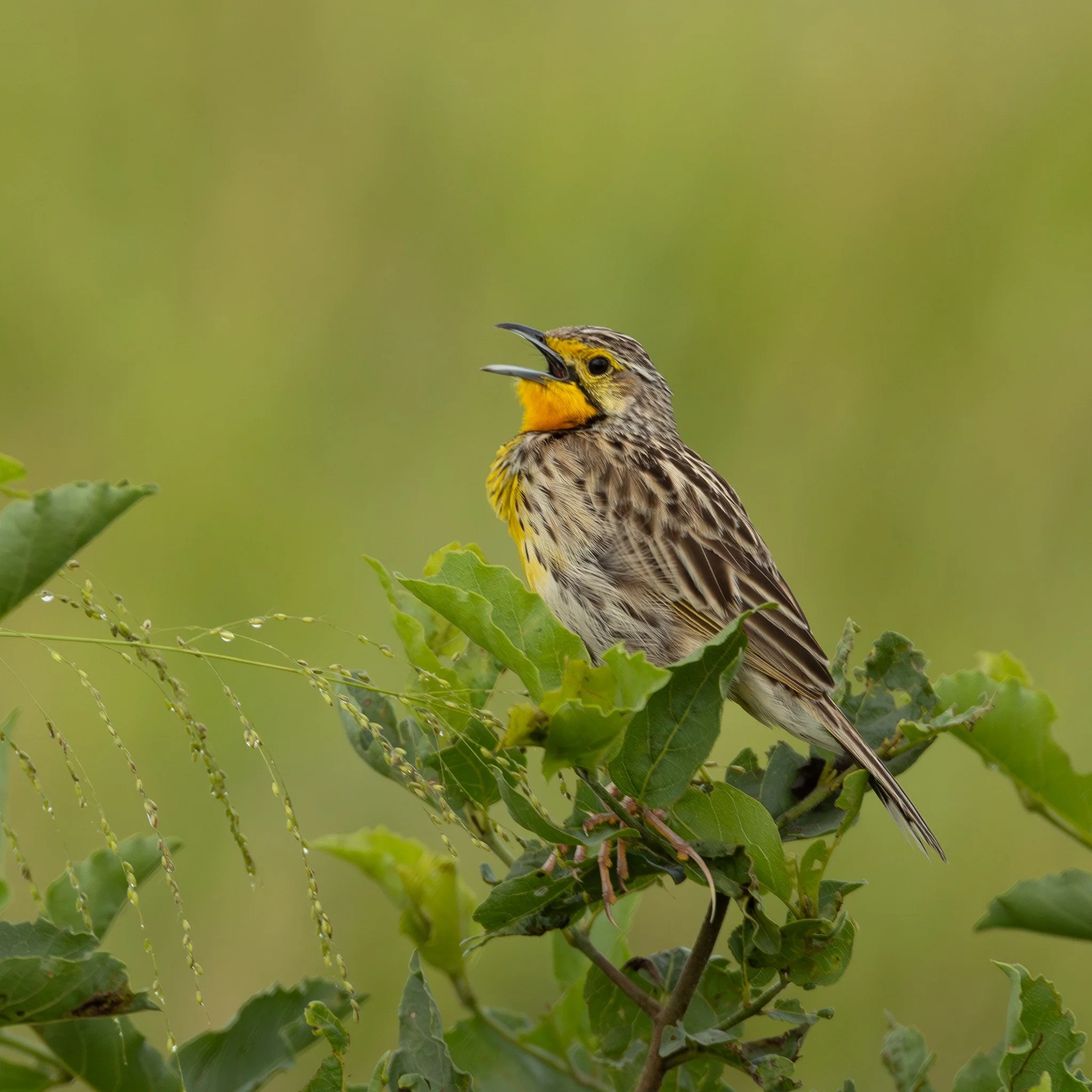 We haven't posted anything from our incredible recent tours to Tanzania--two full tours of the northern safari circuit--plus an extension to the West Usambaras. Needless to say, the birds, wildlife, local guides &amp; drivers, and everything else wer