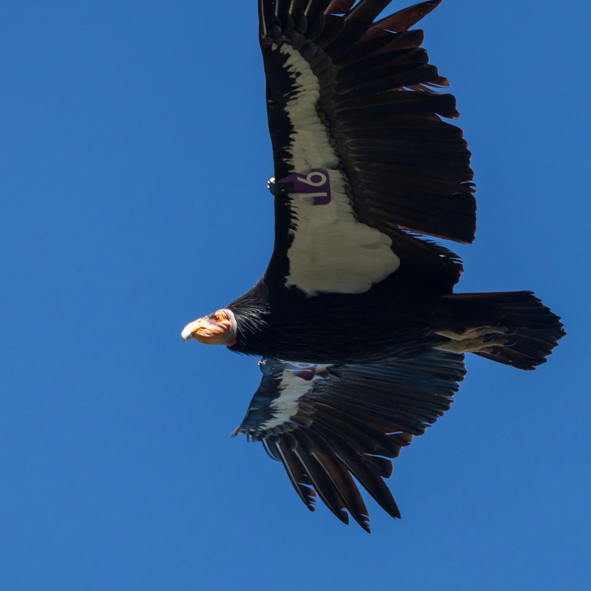 We all need some Vitamin D in February. Our sunny Southern California tour next February is a confirmed departure and there are just three spots remaining! Find birds like 

1. California Condor
2. Island Scrub-Jay
3. Yellow-billed Magpie
4. Loggerhe