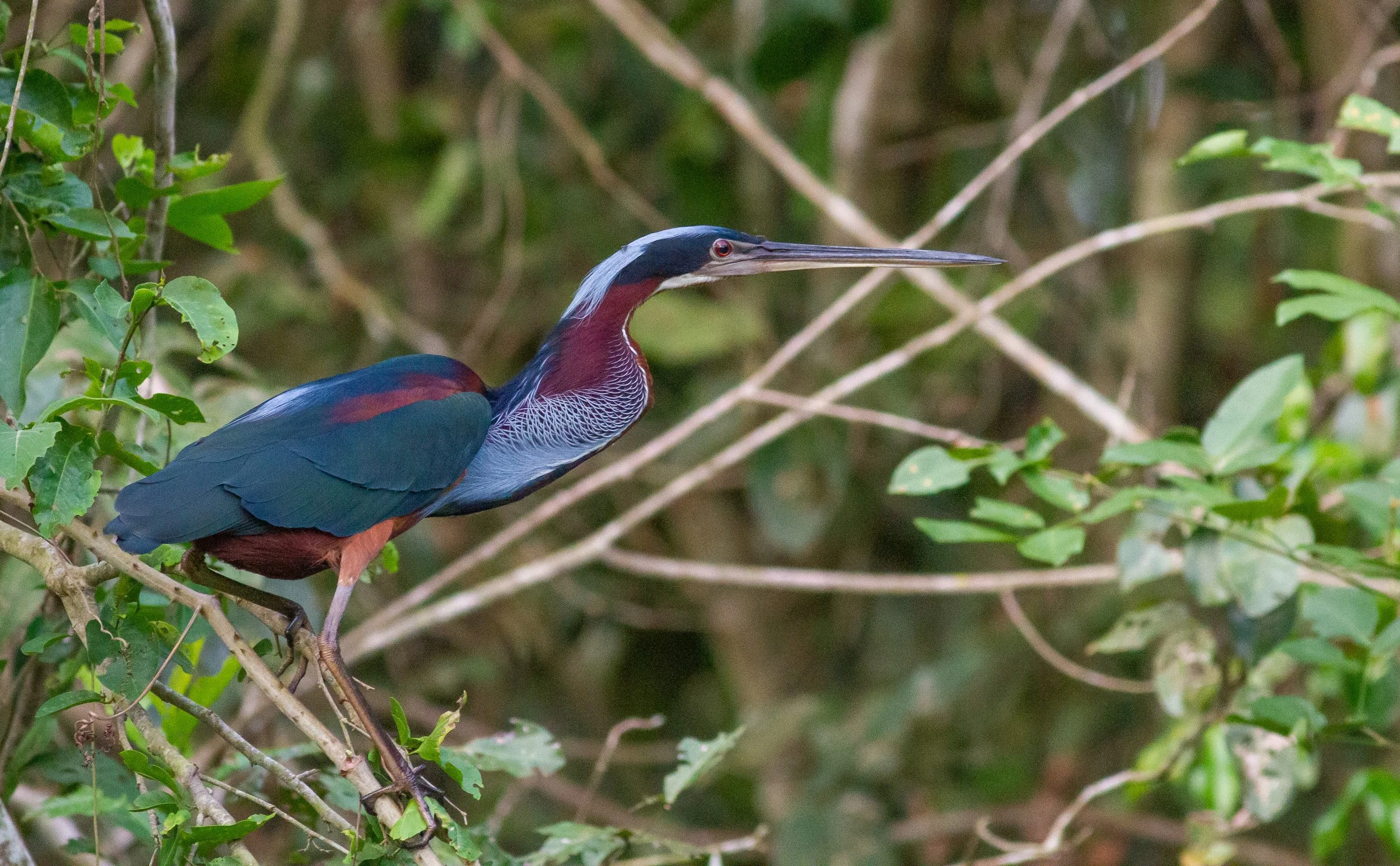 Agami Heron