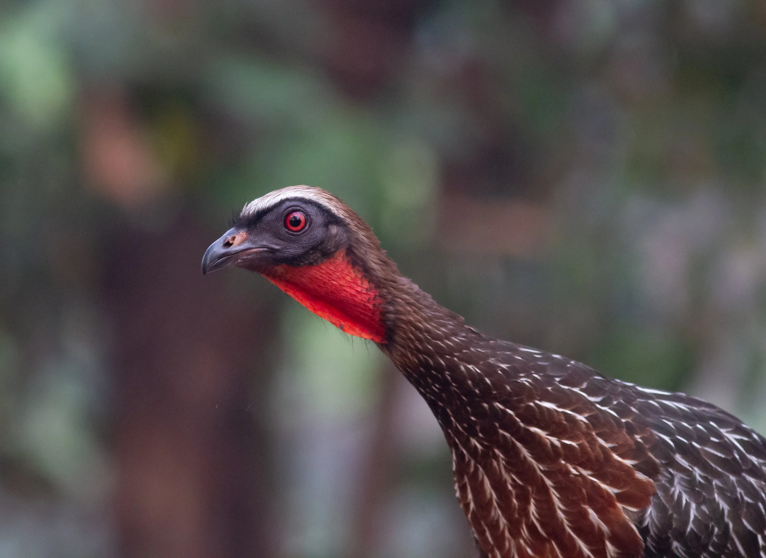 Chestnut-bellied Guan