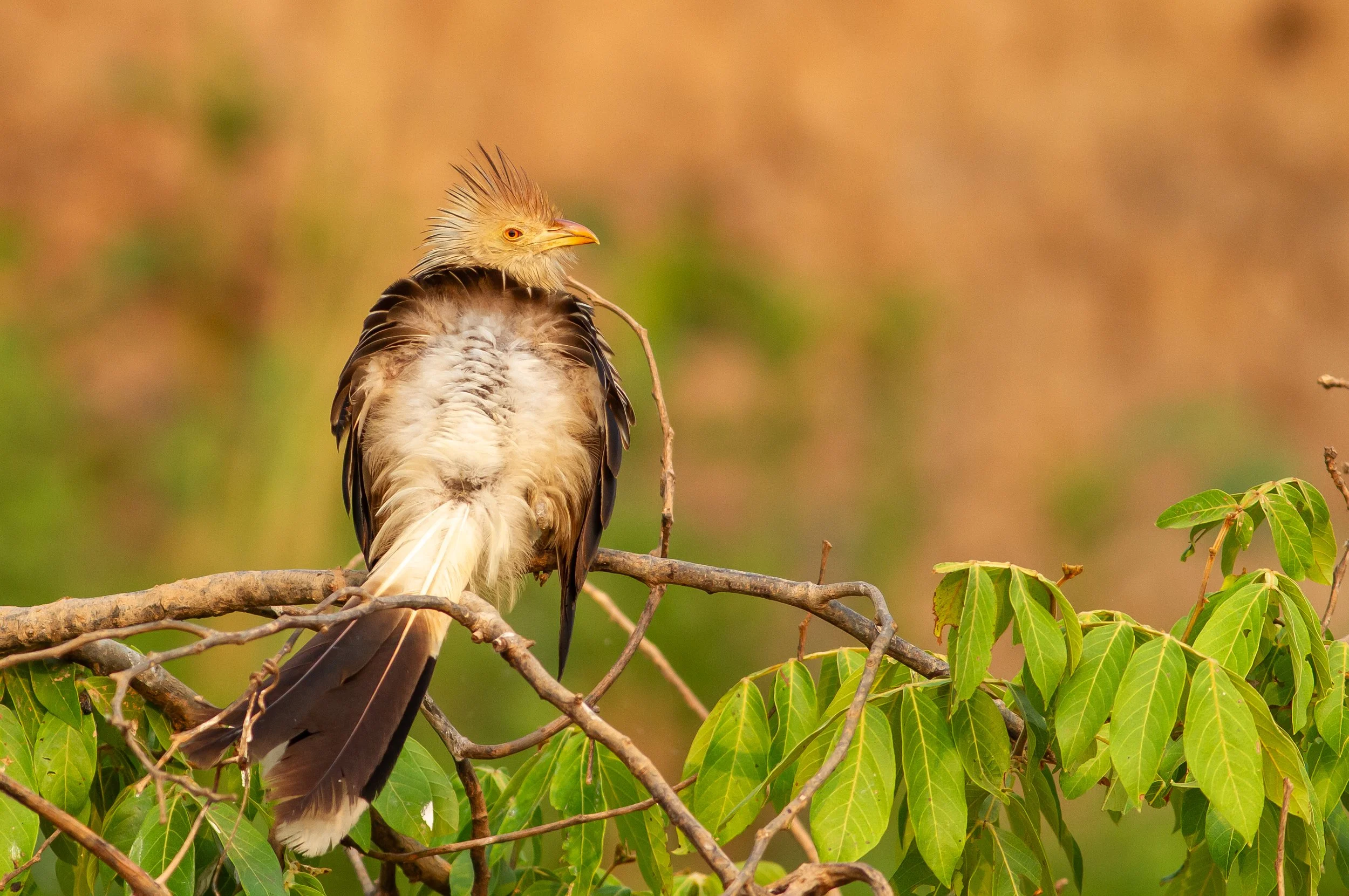 Guira Cuckoo 
