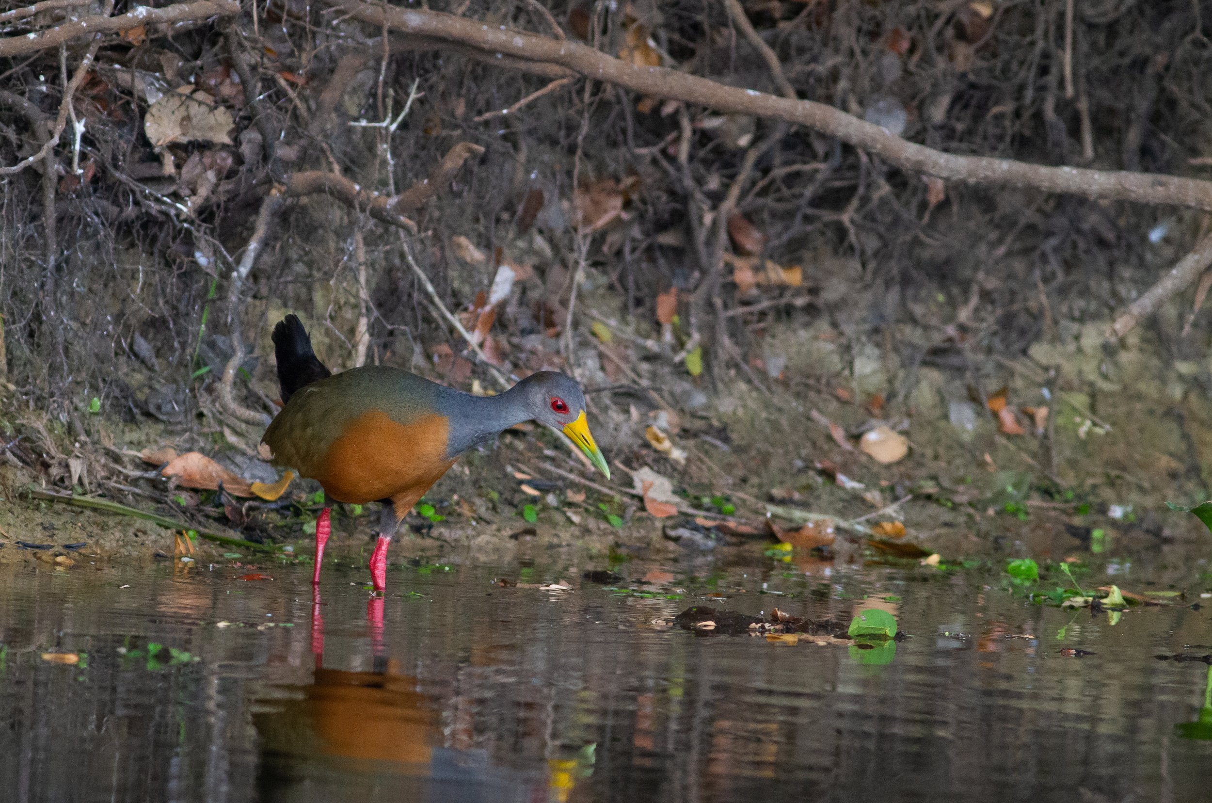 Gray-cowled Wood-Rail