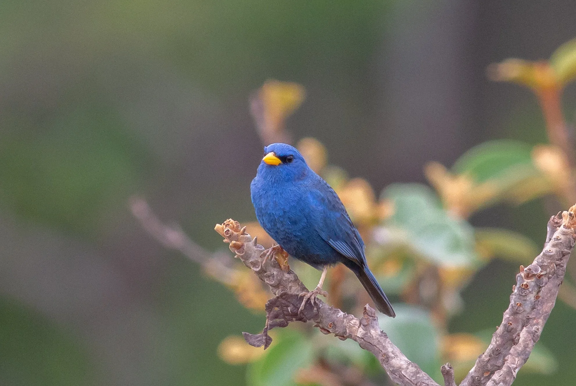 Blue Finch
