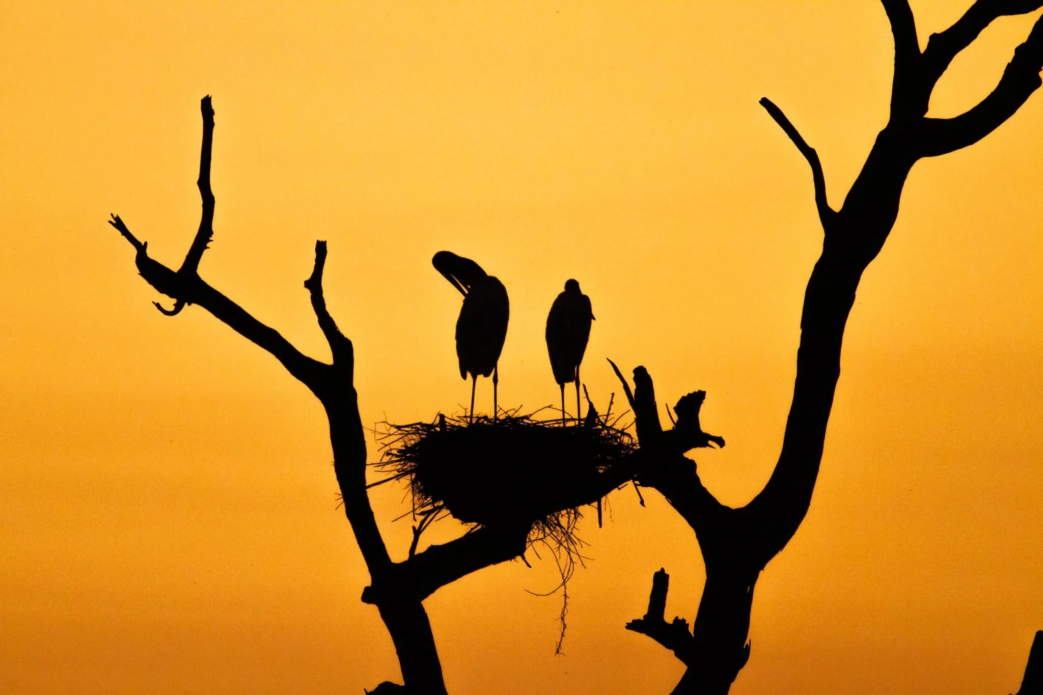 Jabiru sunset 