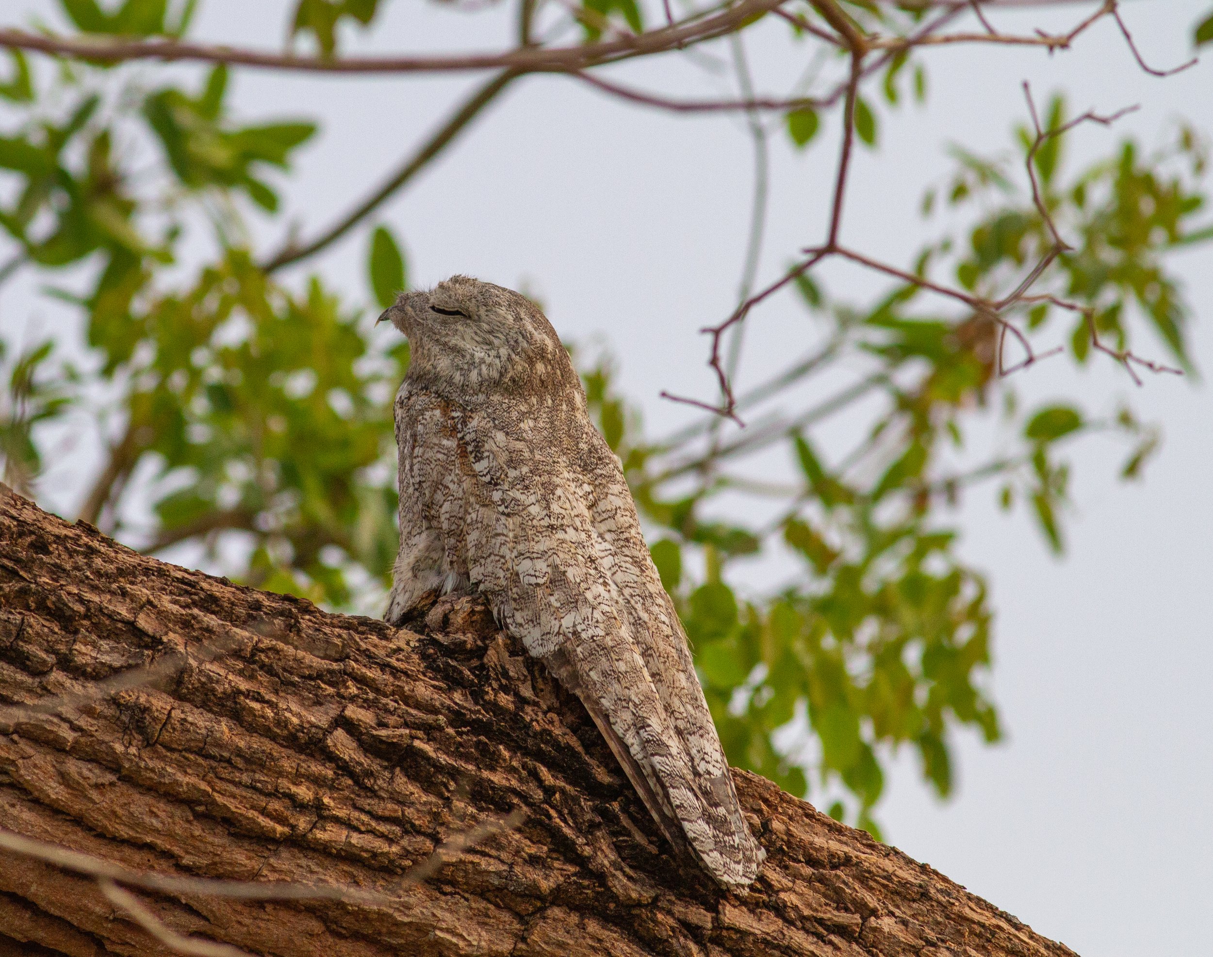 Great Potoo