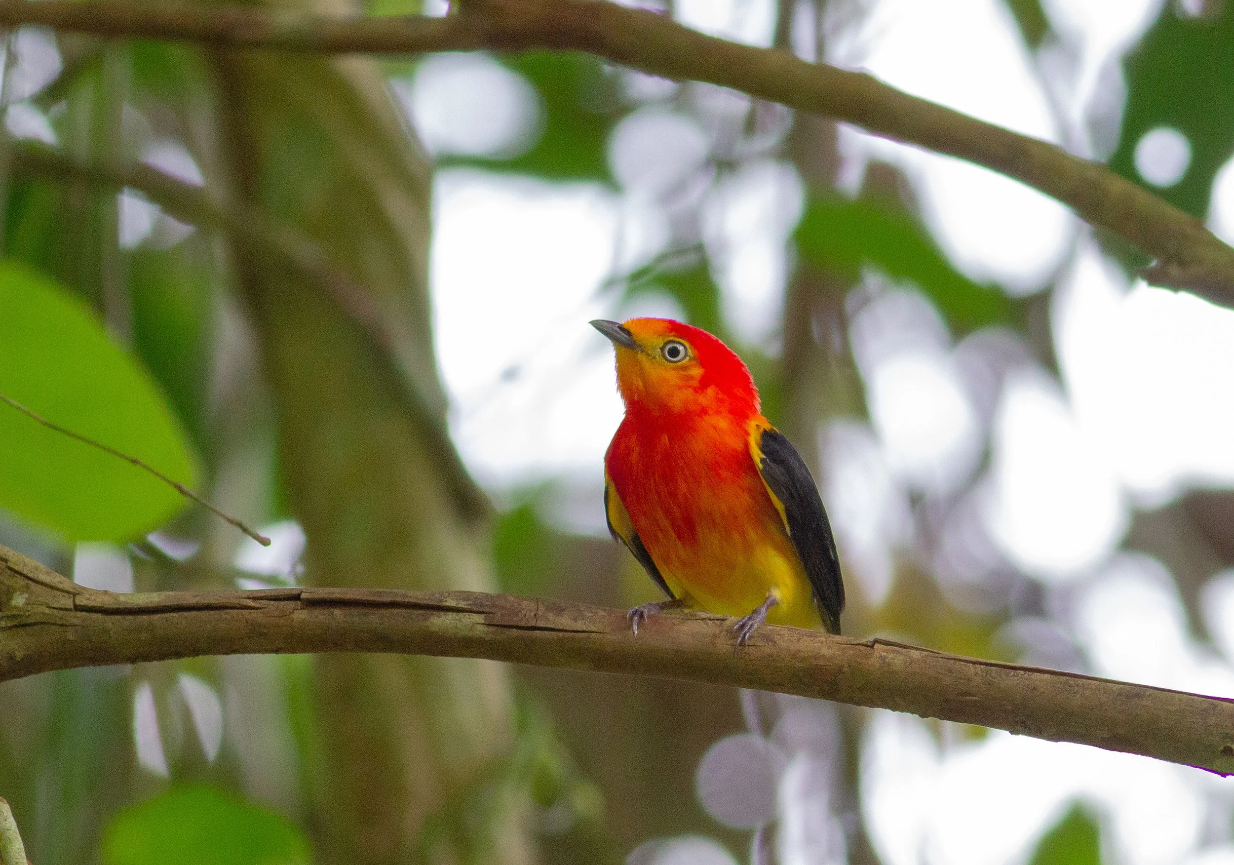 Band-tailed Manakin