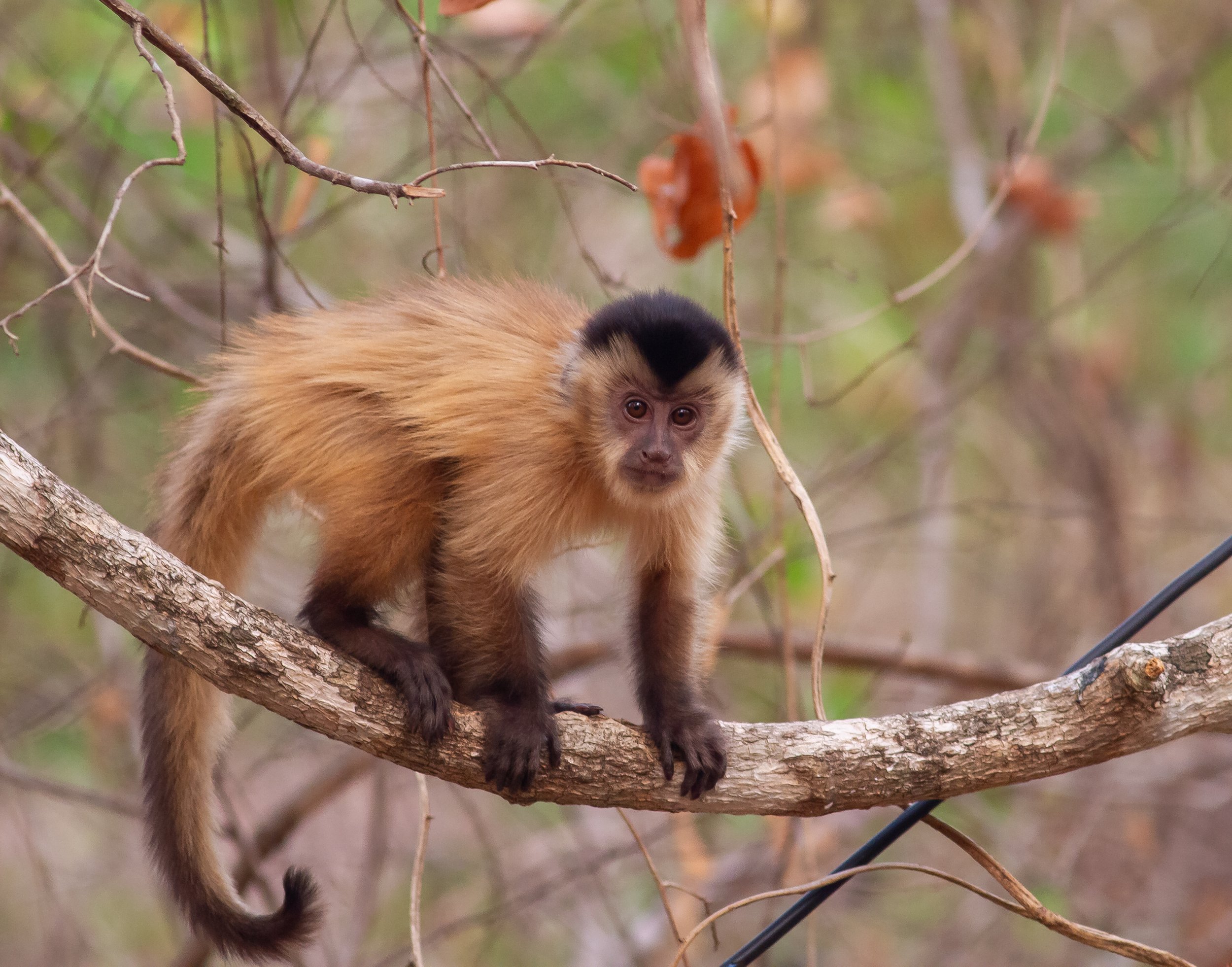 Azara's Capuchin