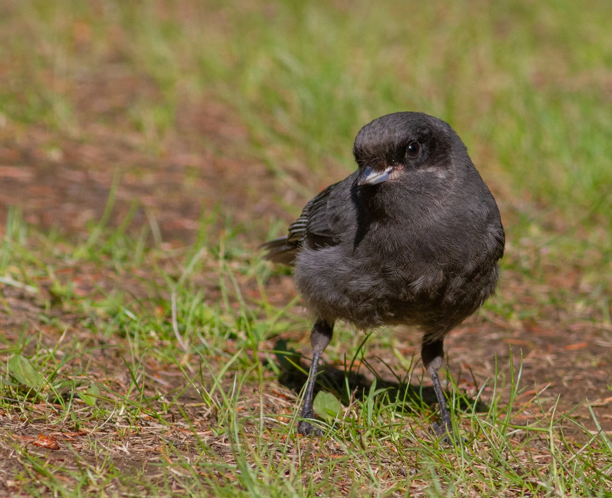 Canada Jay
