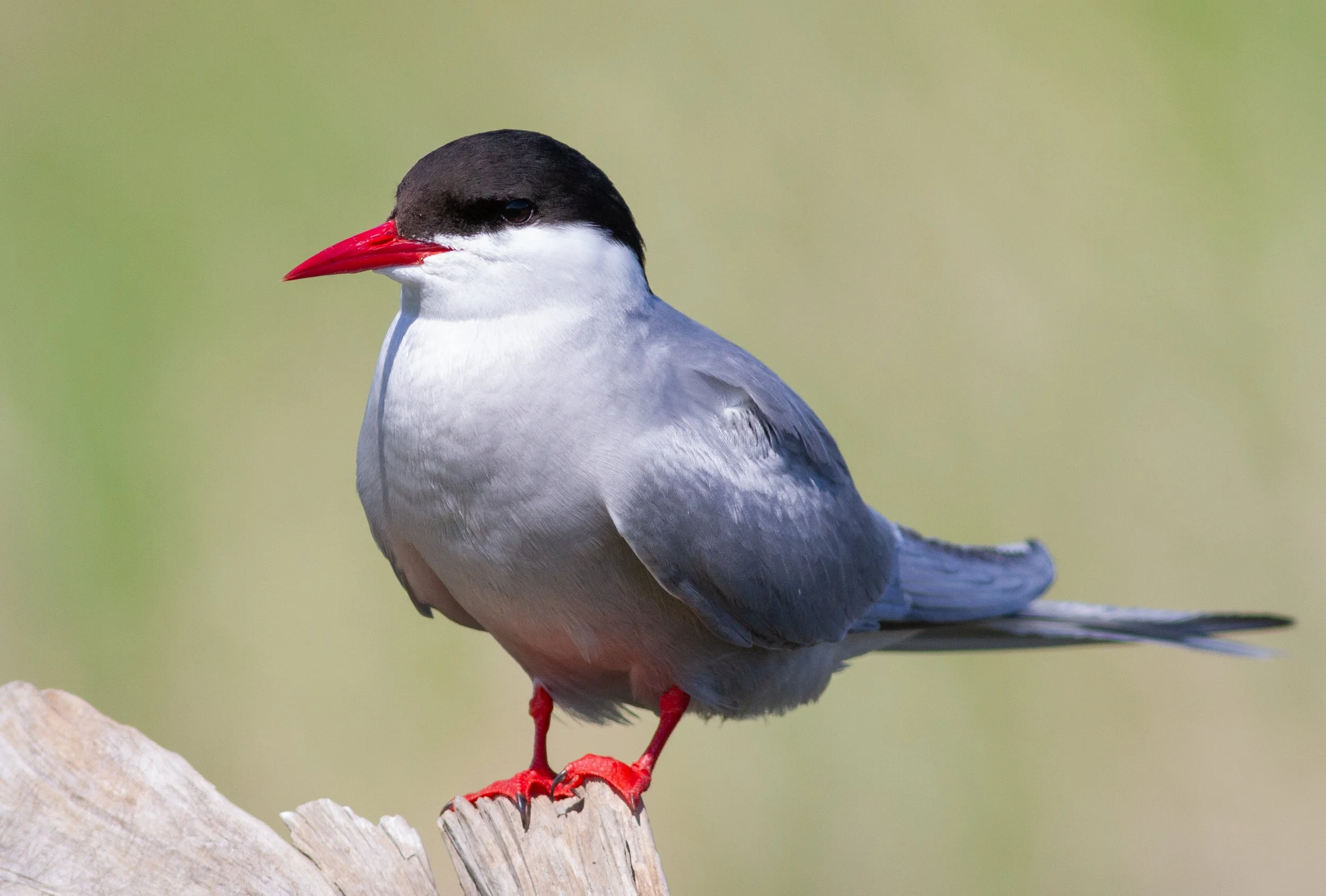 Arctic Tern