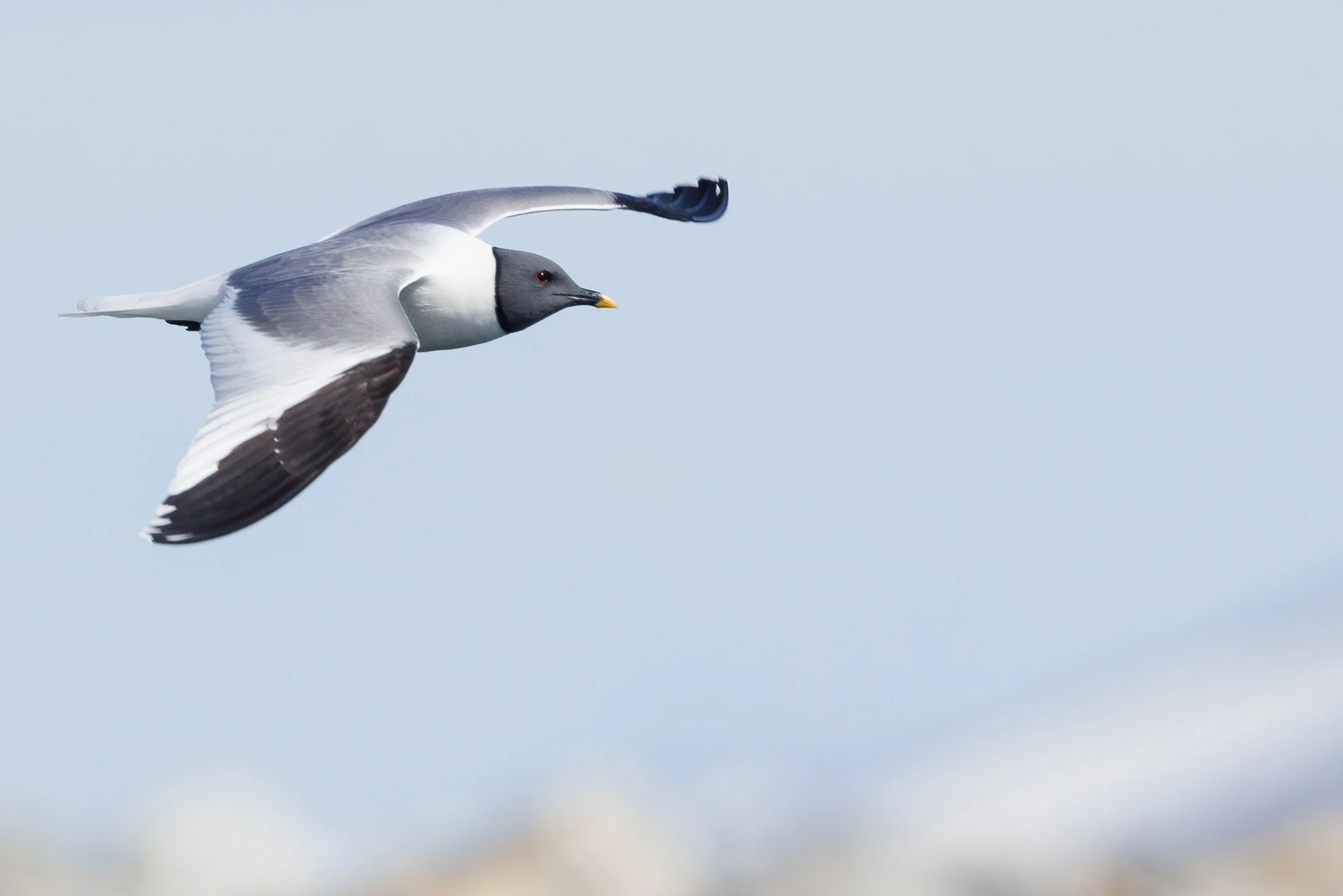 Sabine's Gull