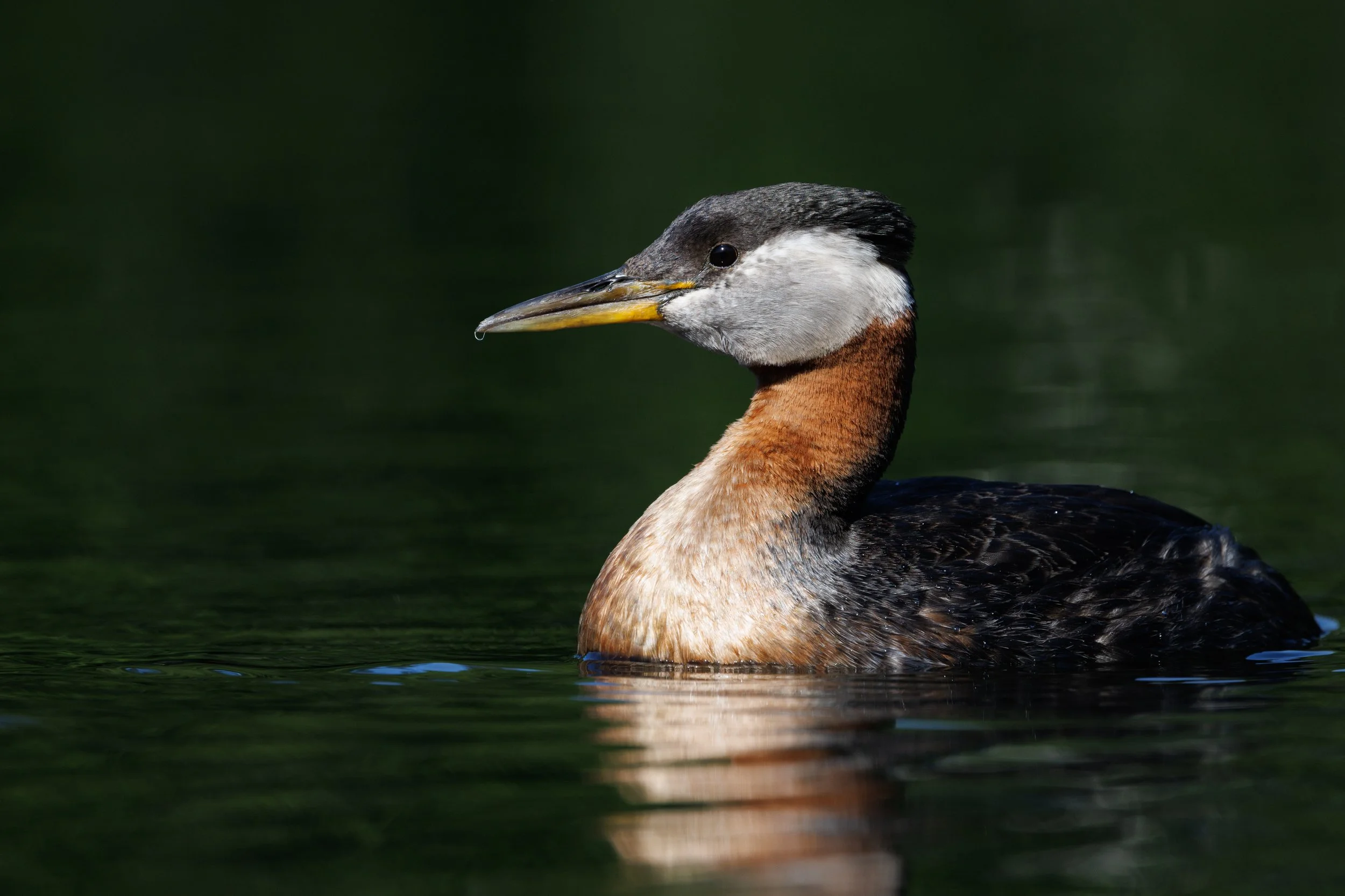 Red-necked Grebe