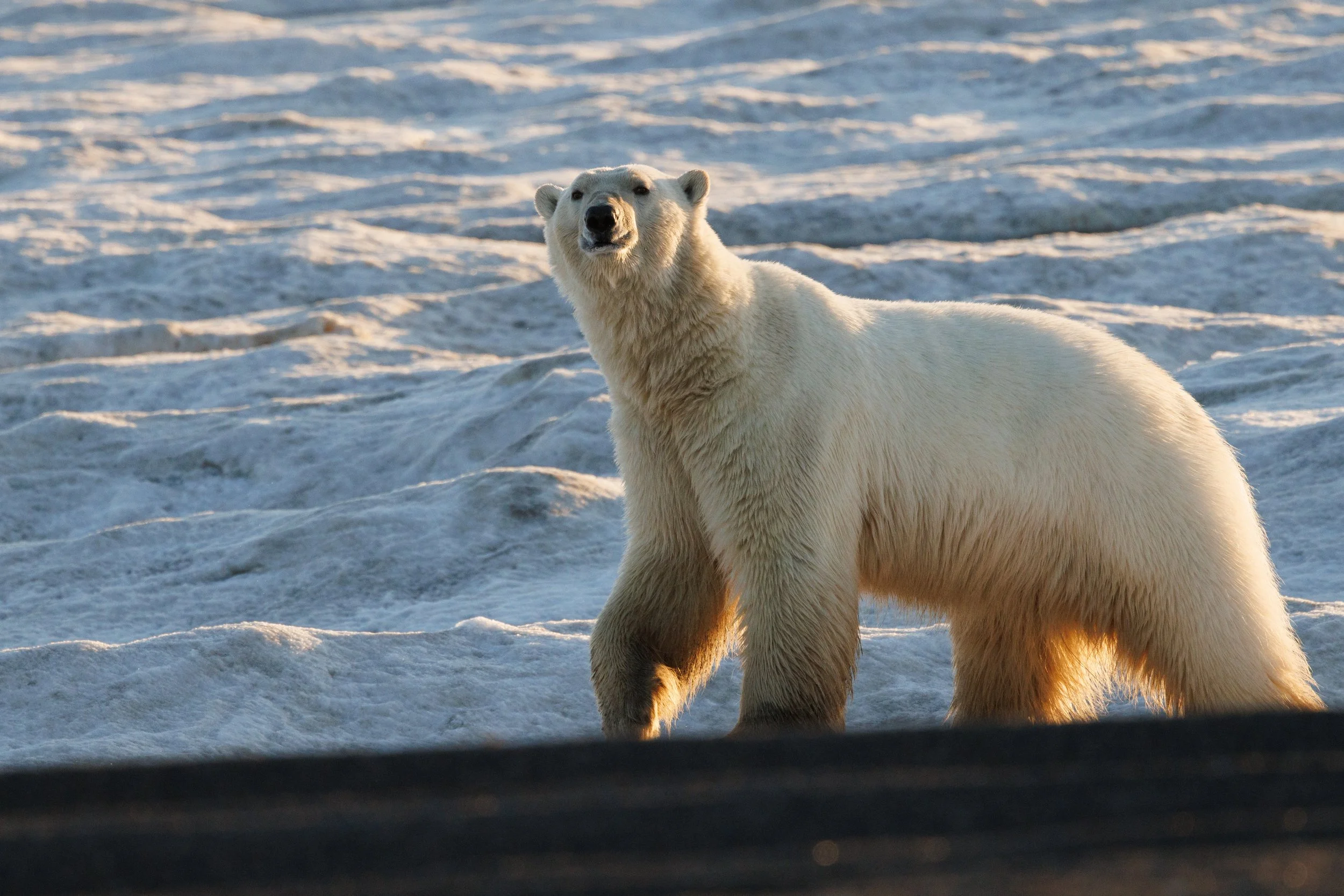 Polar Bear