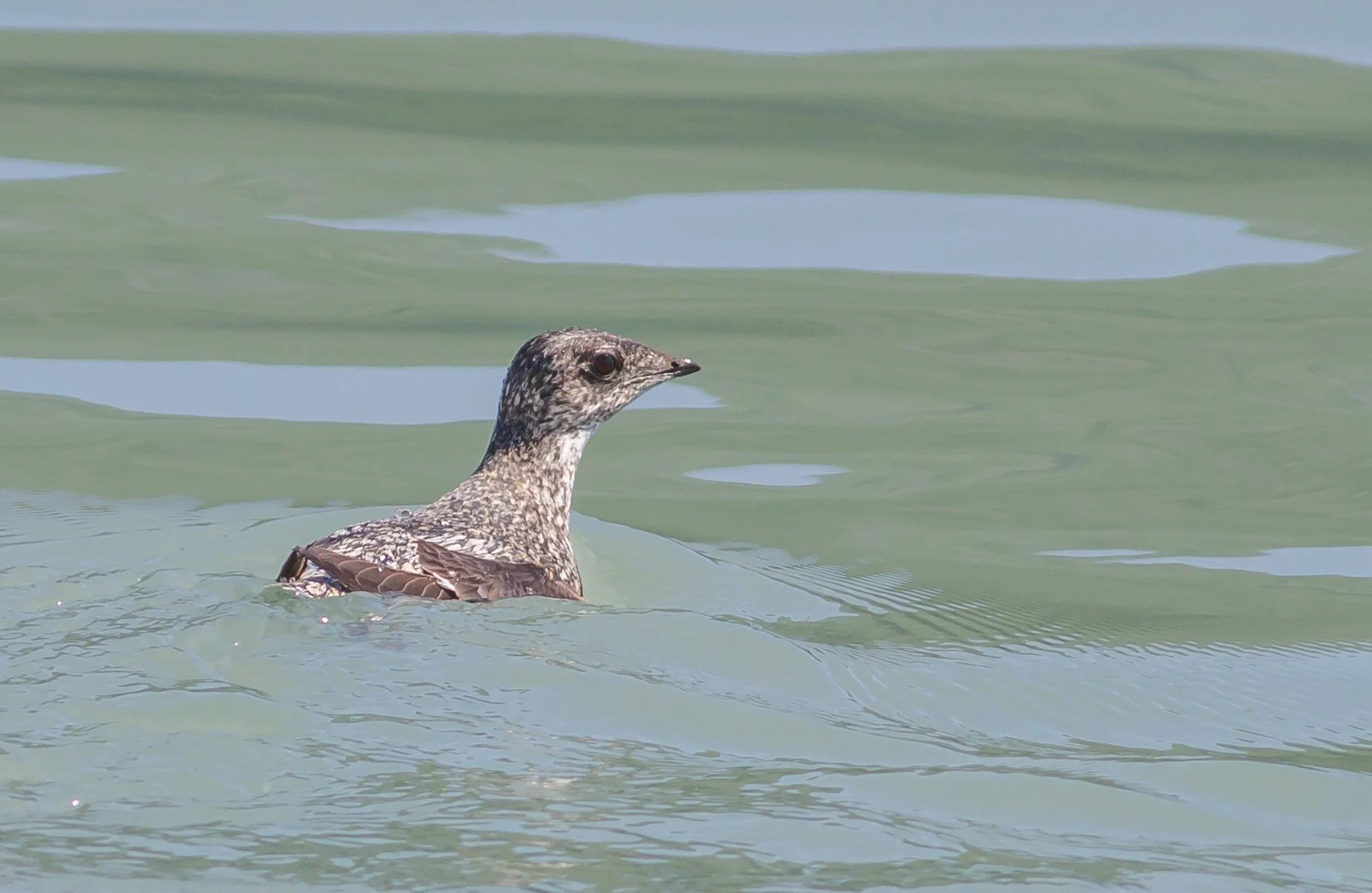 Kittlitz's Murrelet