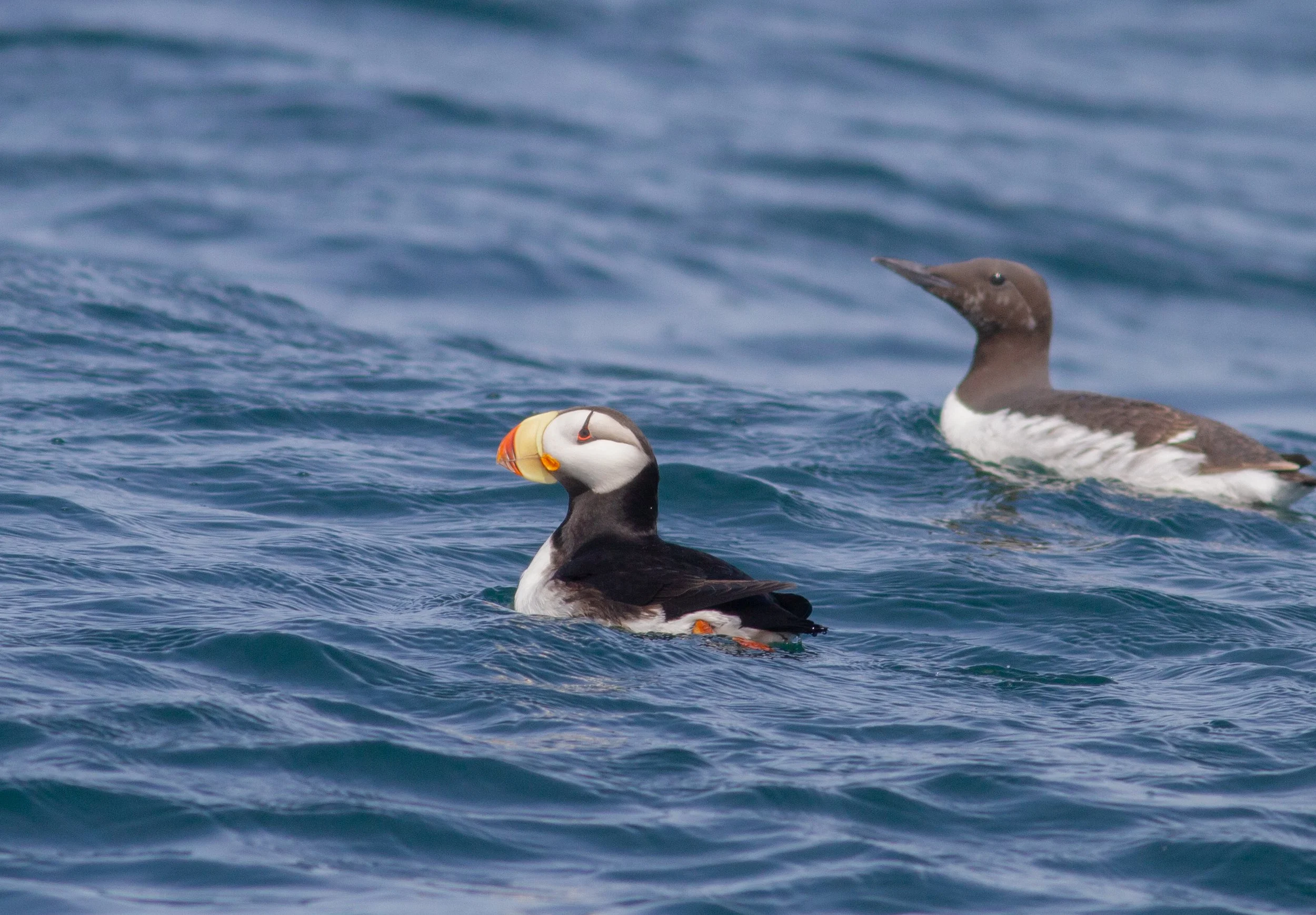 Horned Puffin and Common Murre
