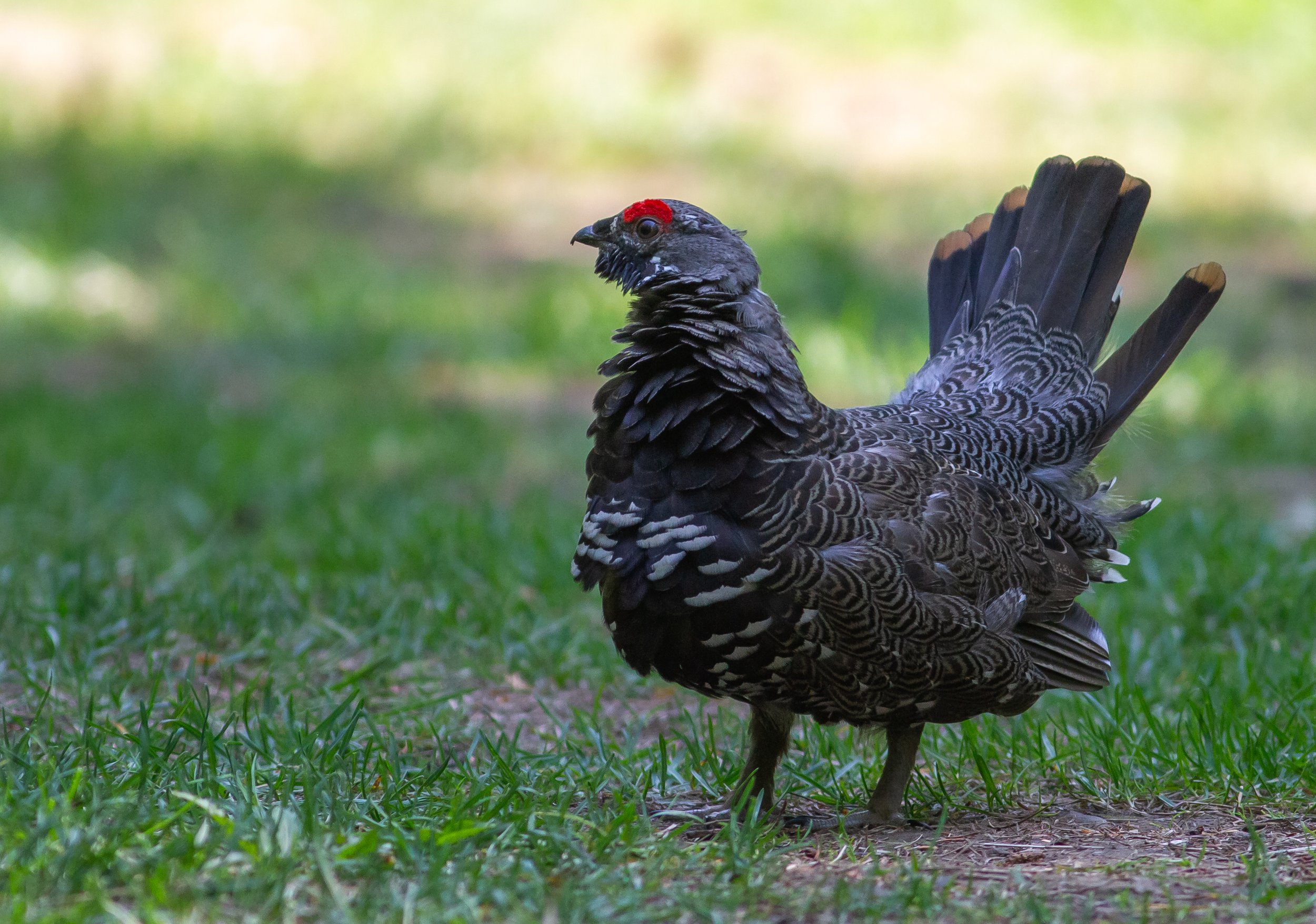 Spruce Grouse