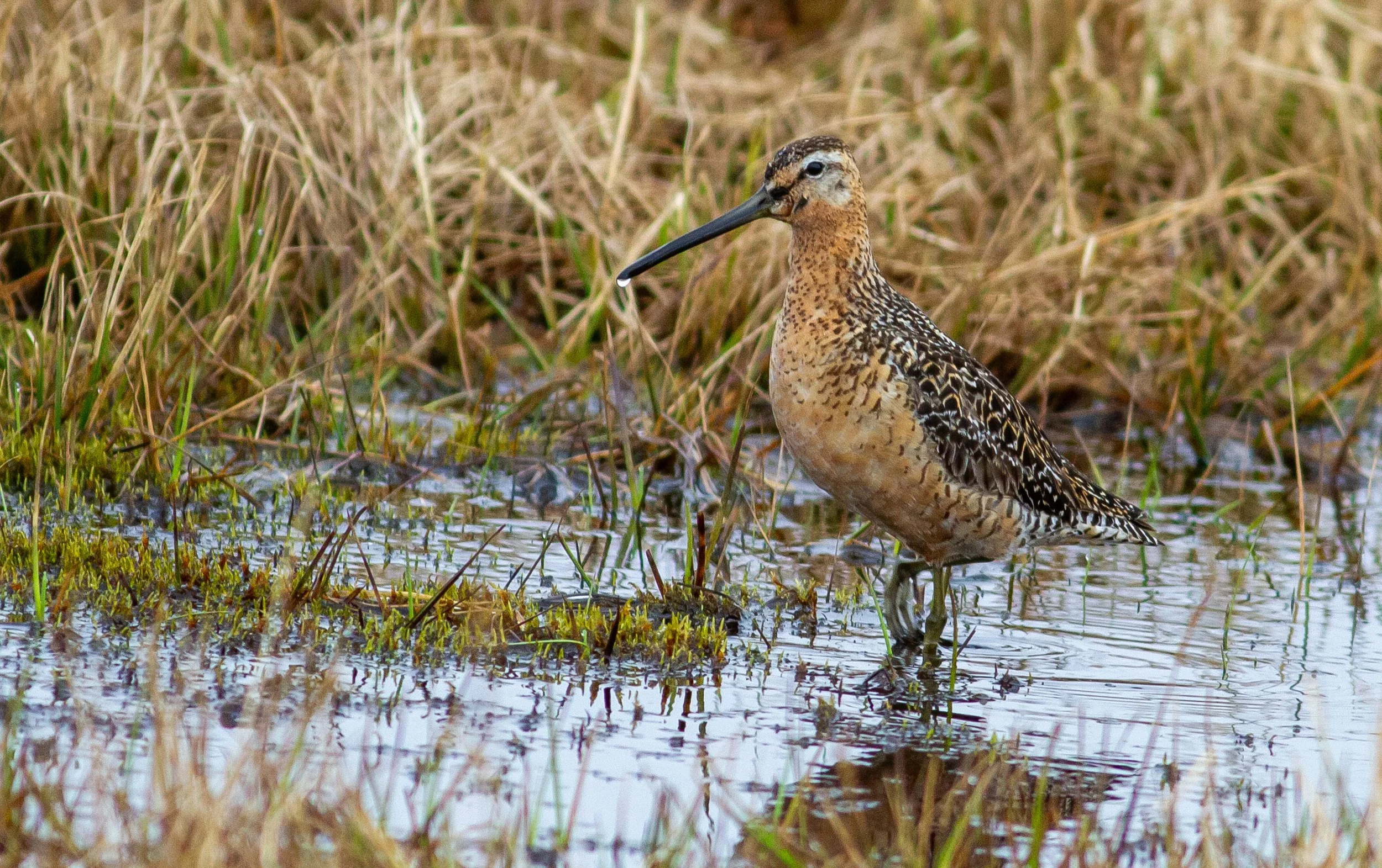 Long-billed Dowitcher