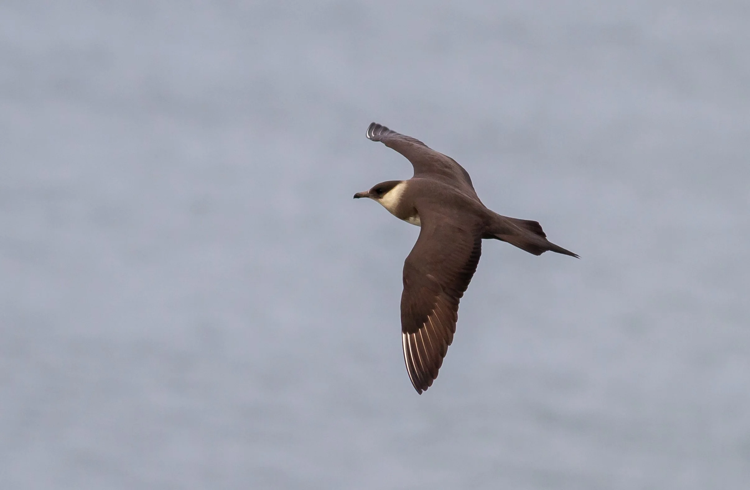 Parasitic Jaeger