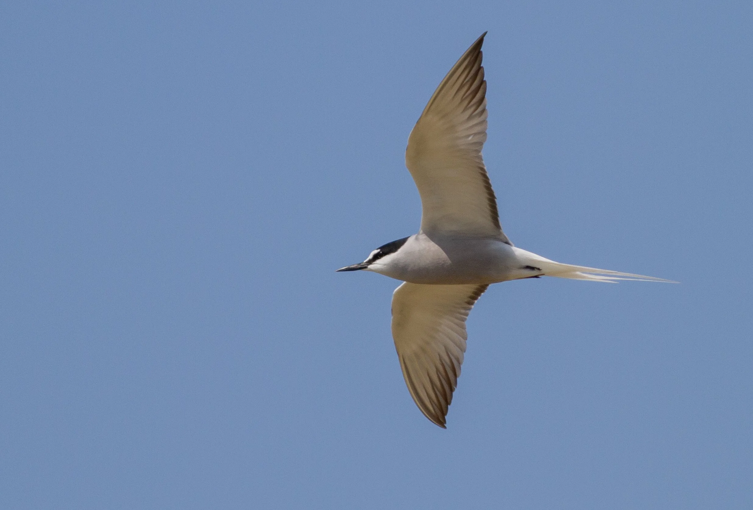 Aleutian Tern