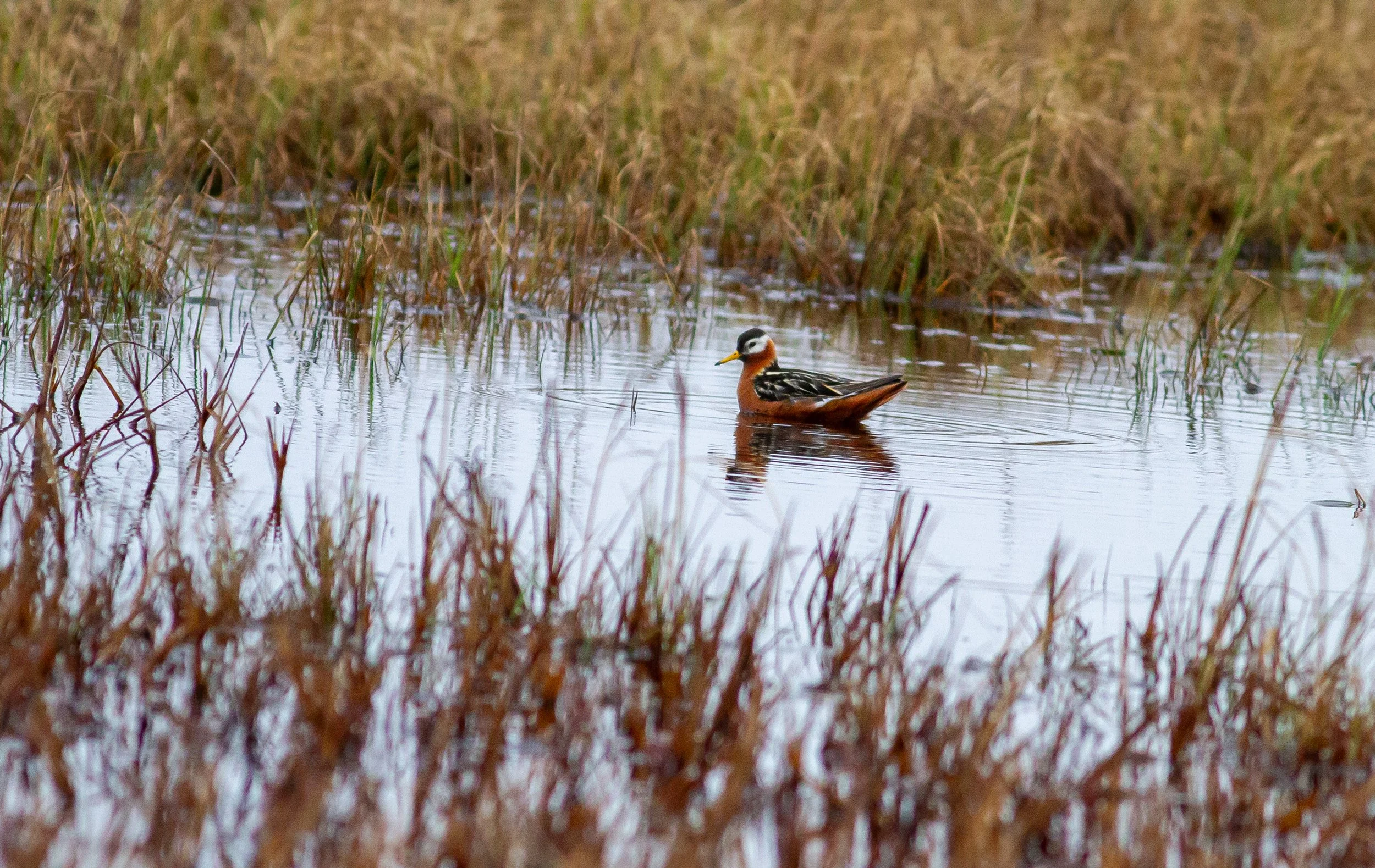 Red Phalarope