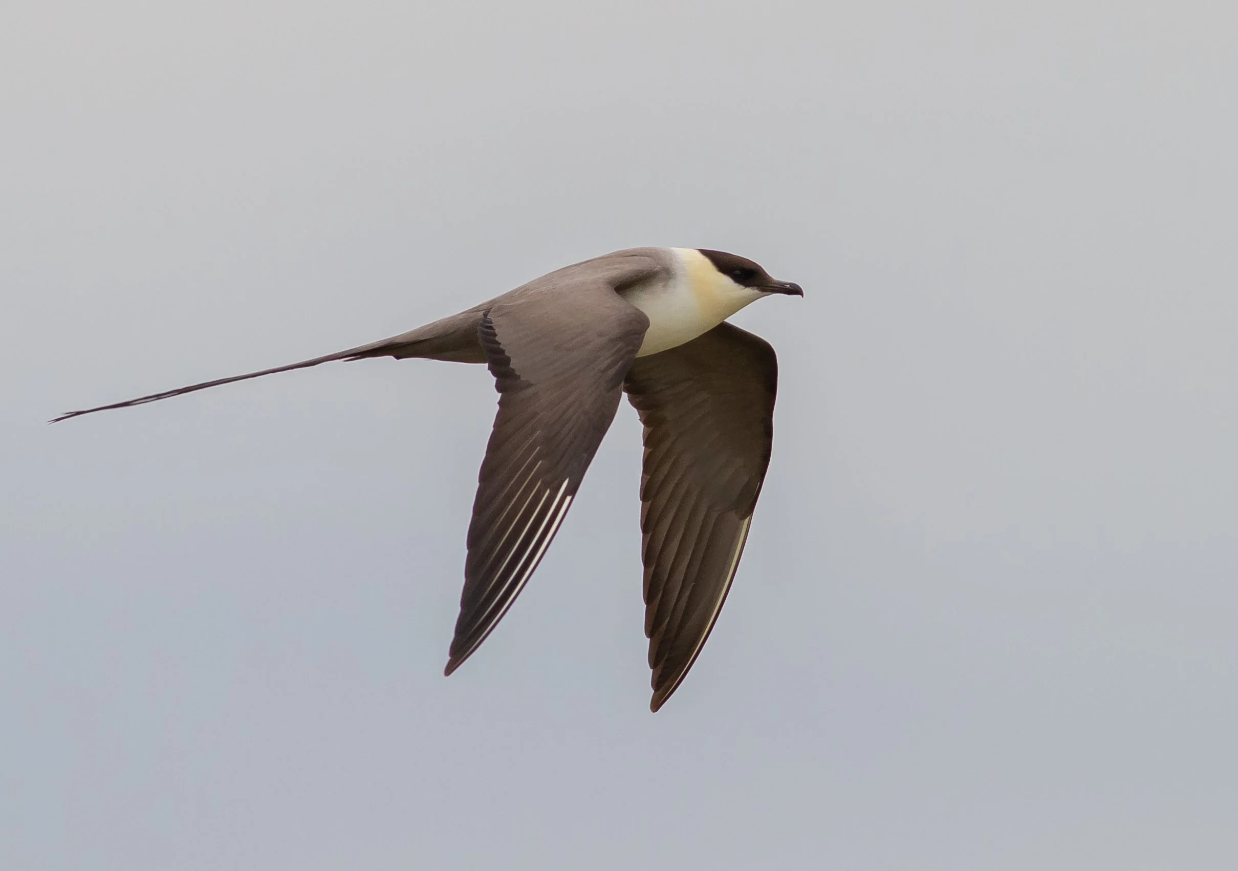 Long-tailed Jaeger